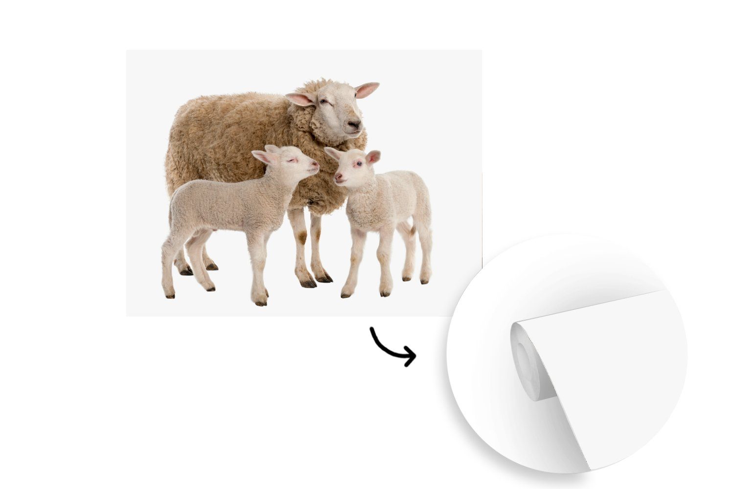 Lamm, Montagefertig Fototapete Matt, St), Wohnzimmer, - Tapete Vinyl bedruckt, (5 - MuchoWow Tiere Schafe Wandtapete für