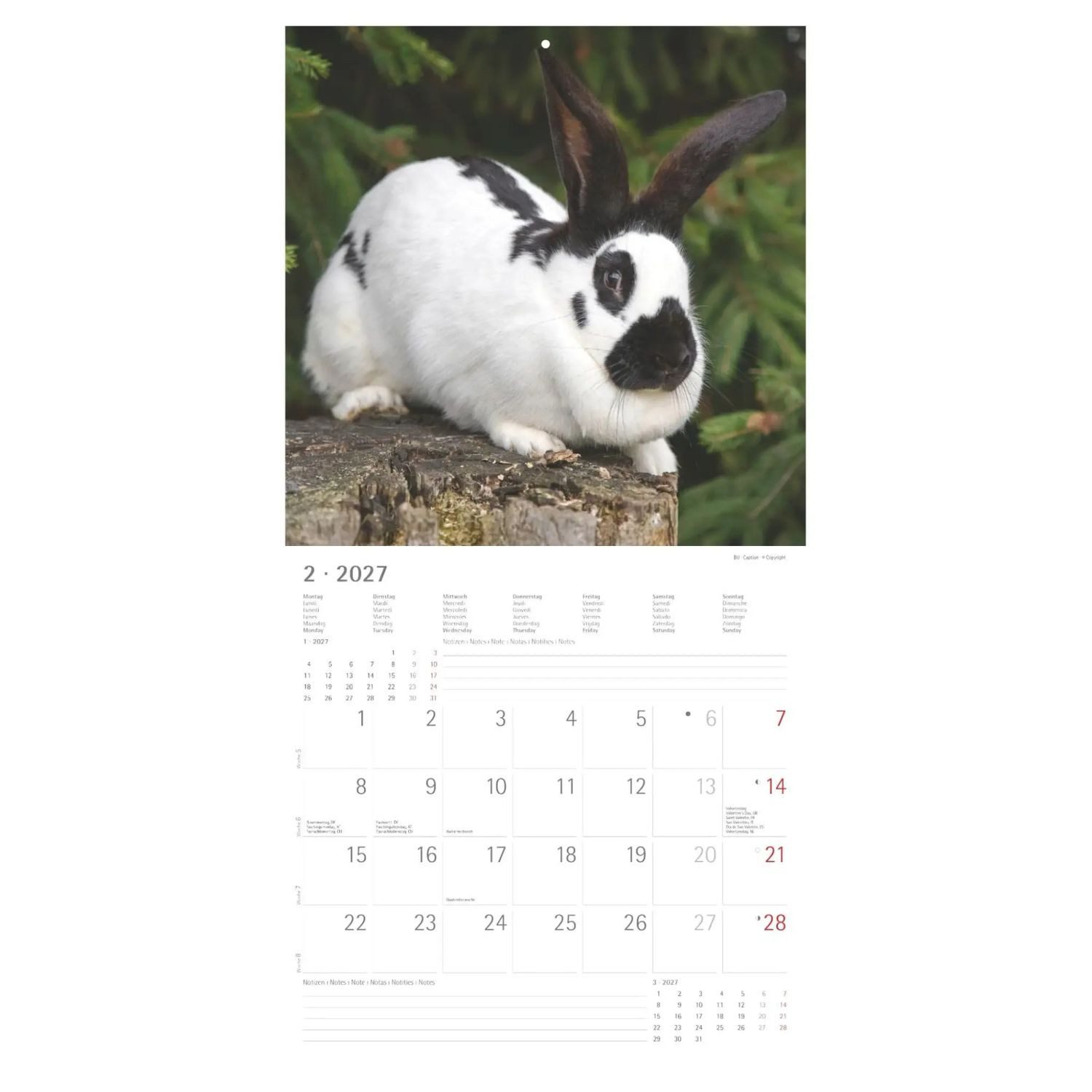 NEUMANN Wandkalender Kaninchen 2027
