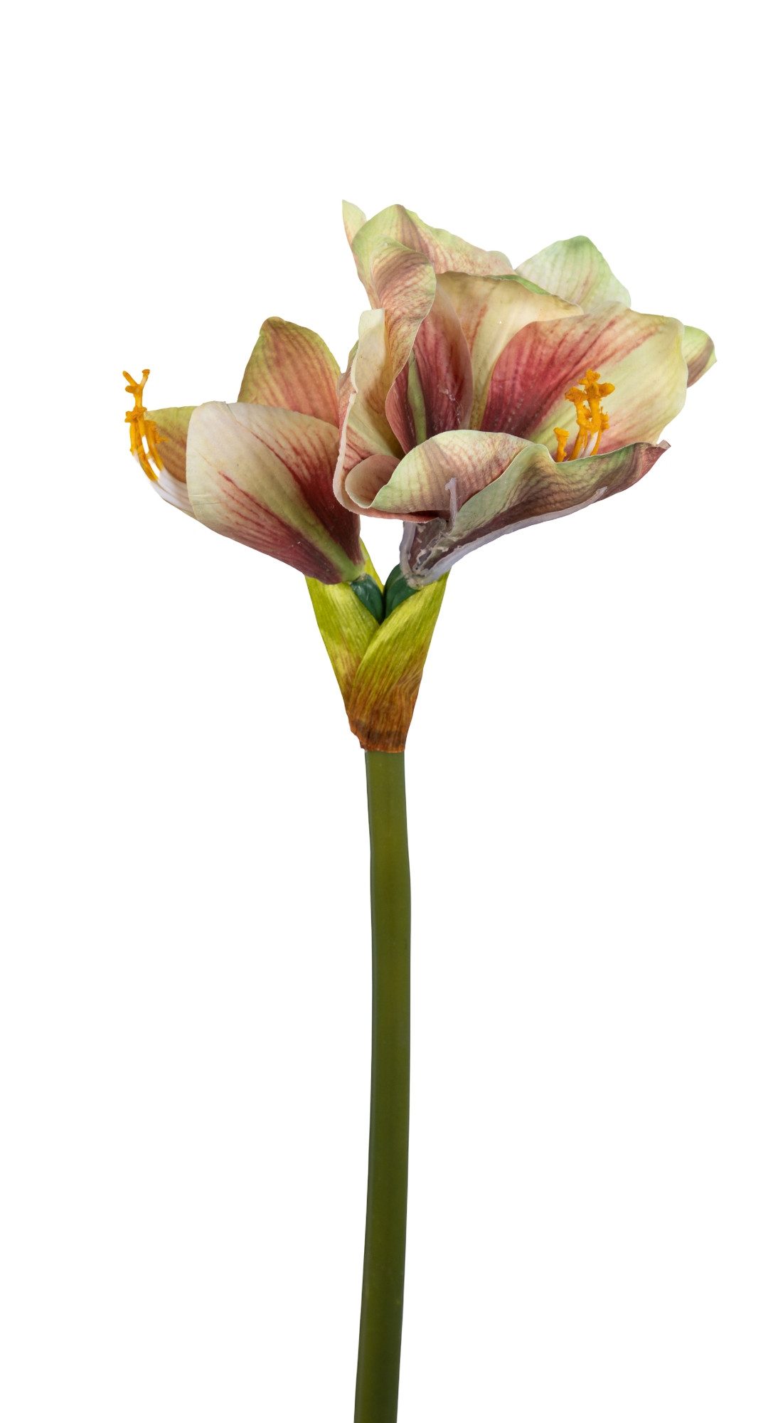 Kunstblume Amaryllis Real Touch 68cm GA Dekoblumen künstliche Blumen Ritterstern, Seidenblumen Roß, Höhe 68 cm, Farbe: Rosa-Grün