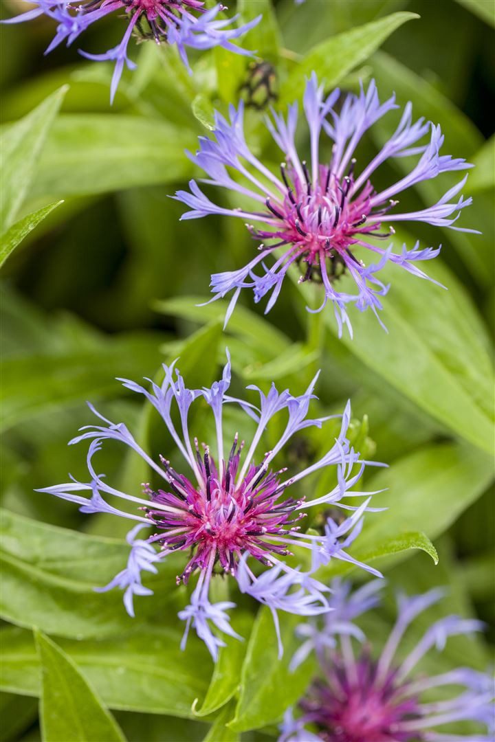 Pflanzen für Dich Staude Centaurea montana, 1 St., Berg-Flockenblume, Bergkornblume