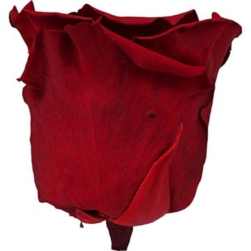 Kunstblume Infinity Rosen echte rote Rosen stabilisiert Valentinstag 6cm, 6 St., DekoTown