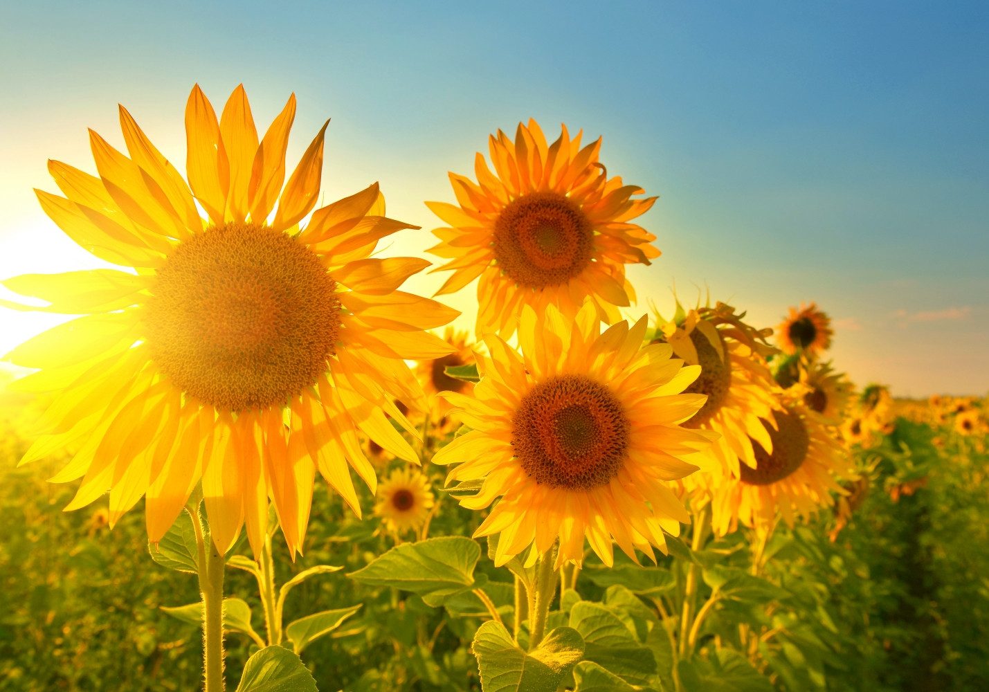 LYSCO Poster XXL 100 x 70cm Sommerfeelings, Sonnenblumen im strahlenden Sonnenschein und blauem Himmel (S-841) (DIN B1), Sommerliche Poster, Plakat (Lieferung gerollt)