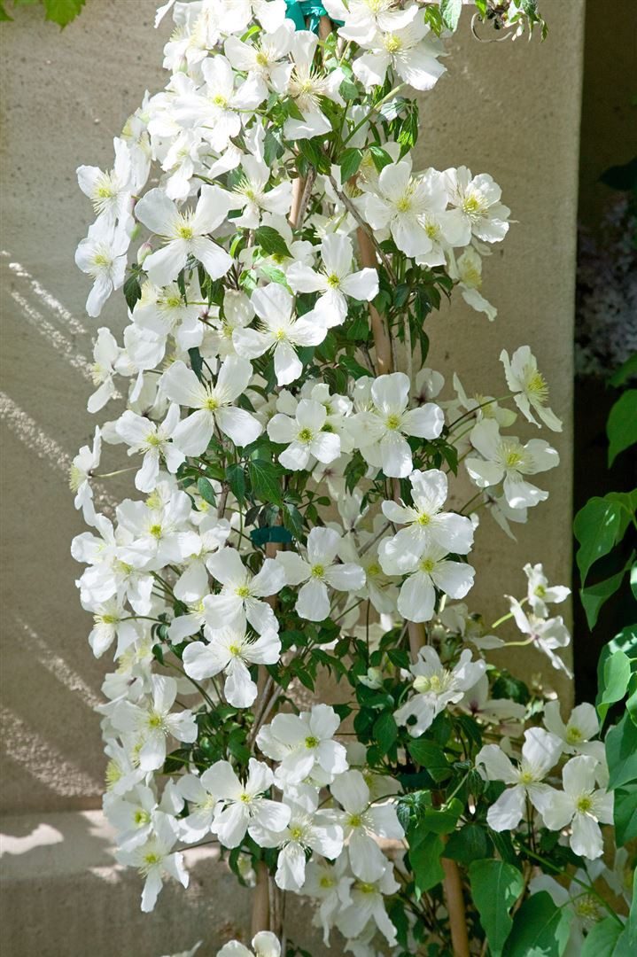Pflanzen für Dich Kletterpflanze Clematis montana Grandiflora, 1 St., Berg-Waldrebe, Anemonen-Waldrebe, weiße Blüten, schnellwachsend