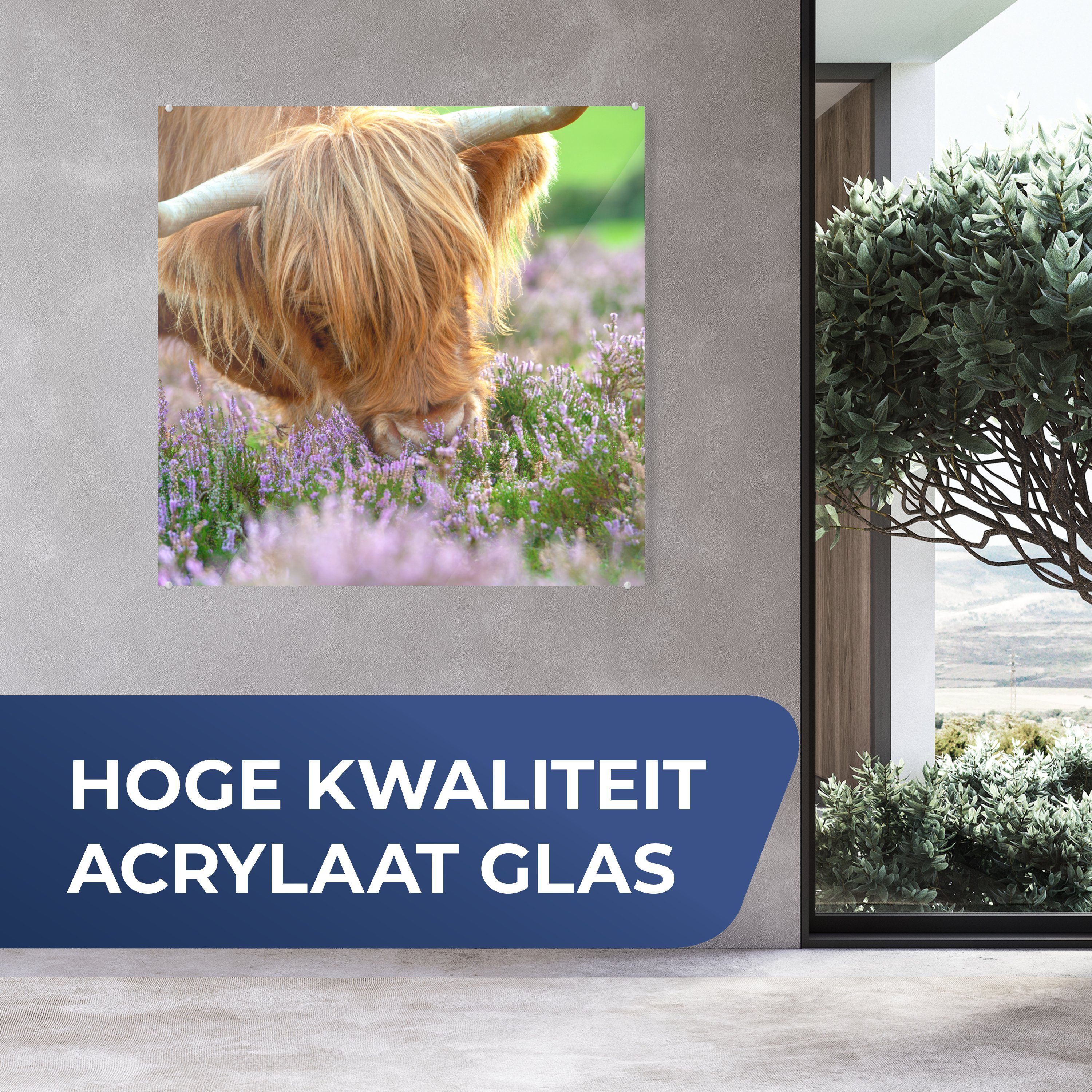 (1 - Küche & Tiere, Glas Wohnzimmer auf Dekorative Highlander für - Acrylglasbild - Bild St), Gras MuchoWow Schottische Heidekraut