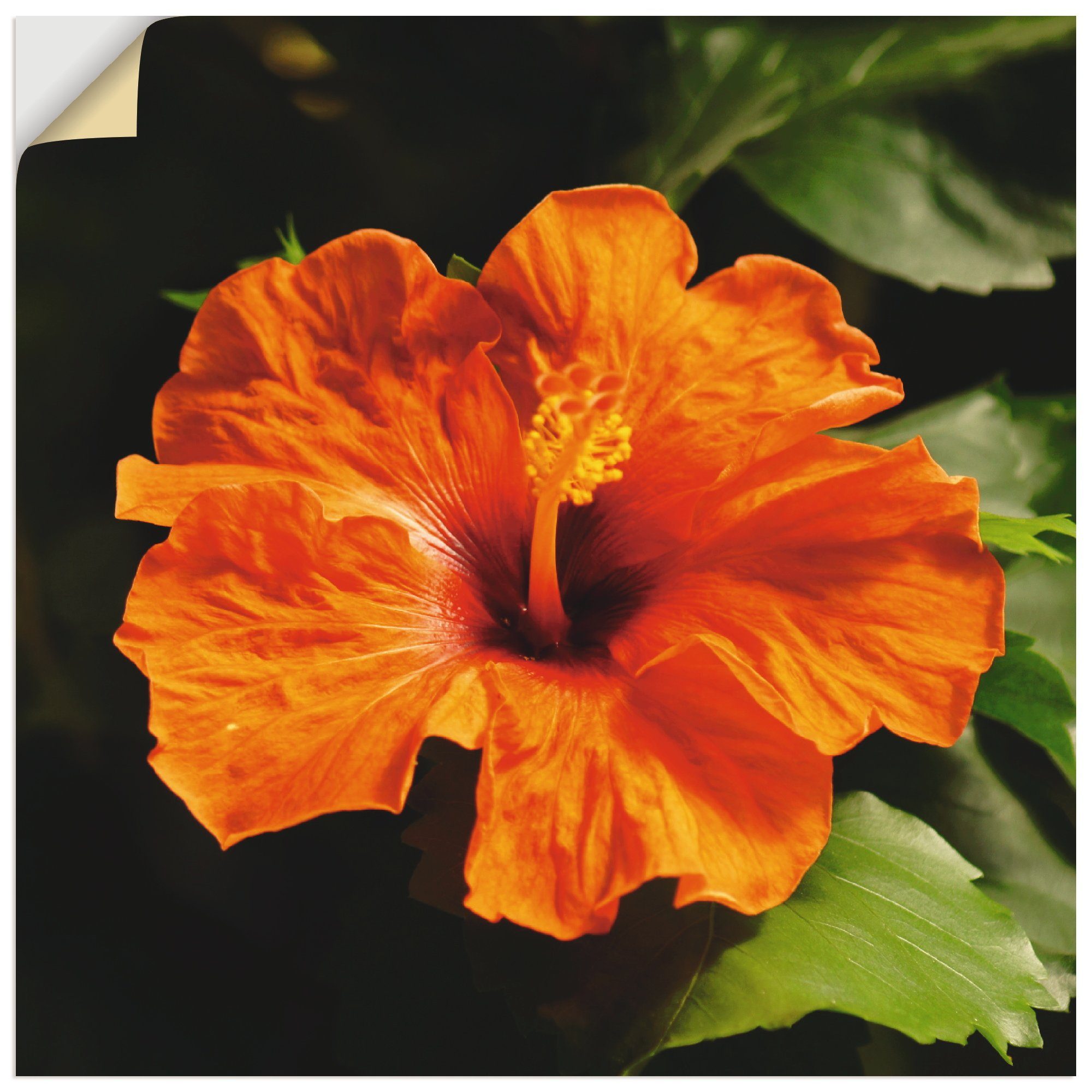 St), Blumen Hibiskus, versch. Alubild, Wandaufkleber als Größen in Orangener Artland oder Wandbild Leinwandbild, (1 Poster