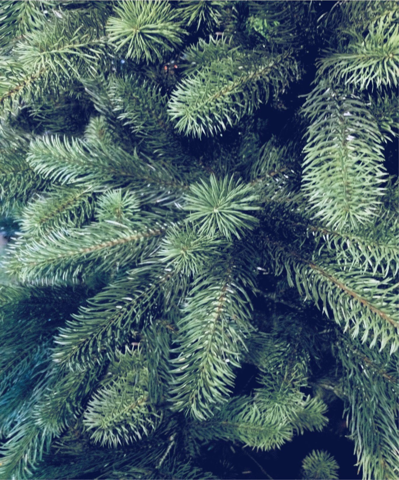 Xenotec Künstlicher Weihnachtsbaum Xenotec Premium Weihnachtsbaum–im Spritzgussverfahren hergestellt, Spritzguss, Nordmanntanne, natürlich eingefärbte Zweige