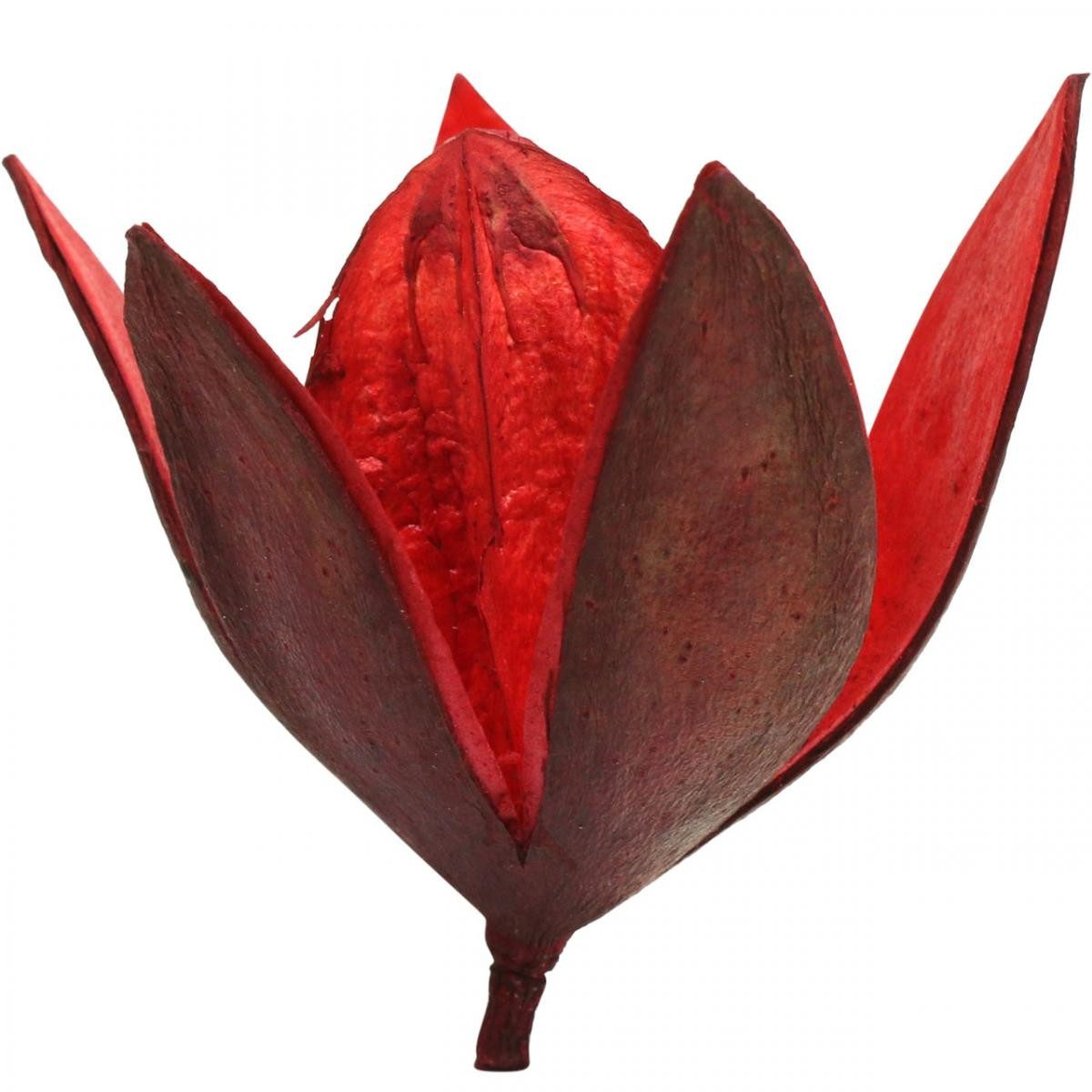 Trockenblume Wildlilie Rot Trockenblumen Naturdeko Exotisch günstig online kaufen