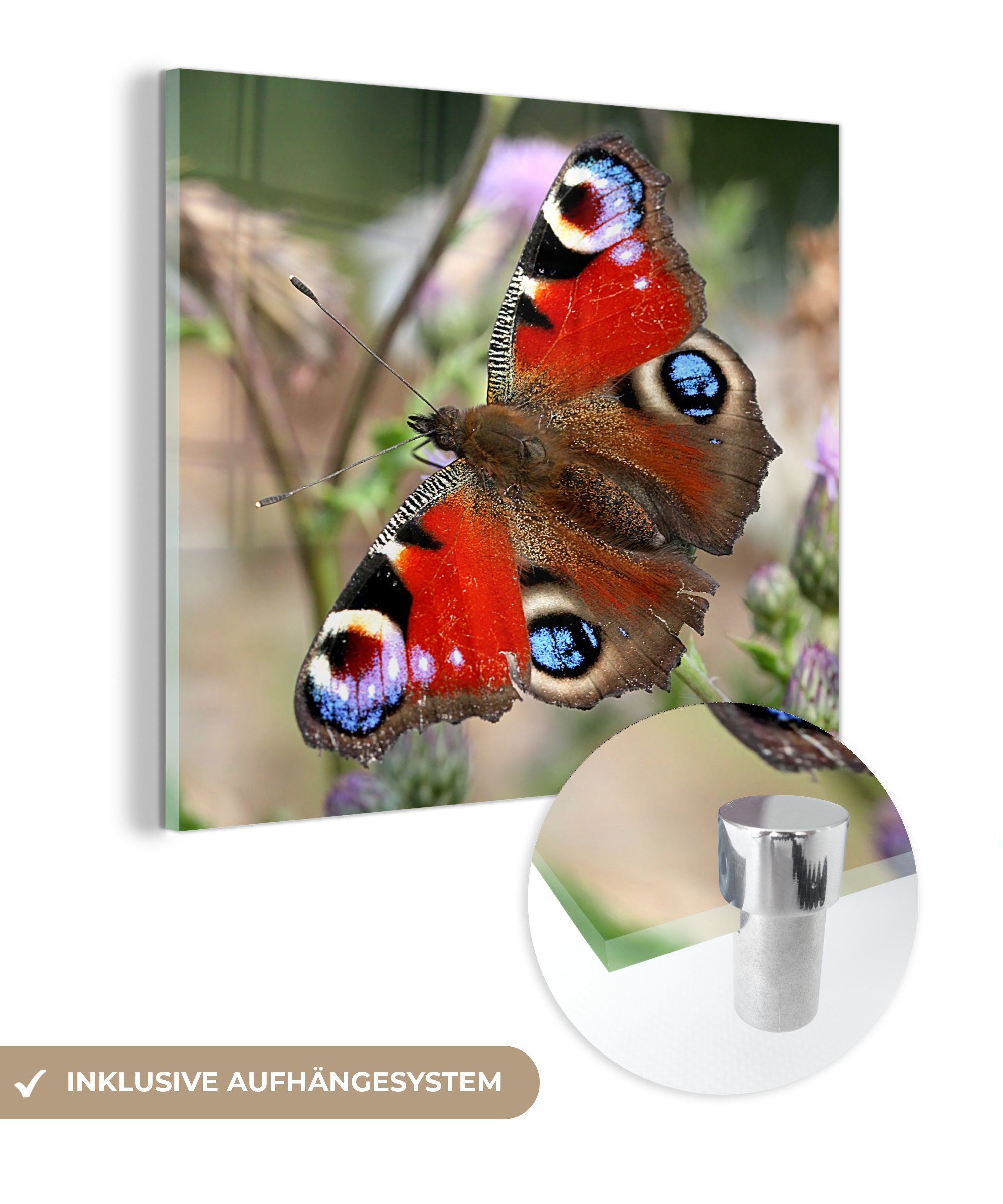MuchoWow Acrylglasbild Tagpfauenauge Schmetterling, (1 St), Glasbilder - Bilder auf Glas Wandbild - Foto auf Glas - Wanddekoration | Bilder