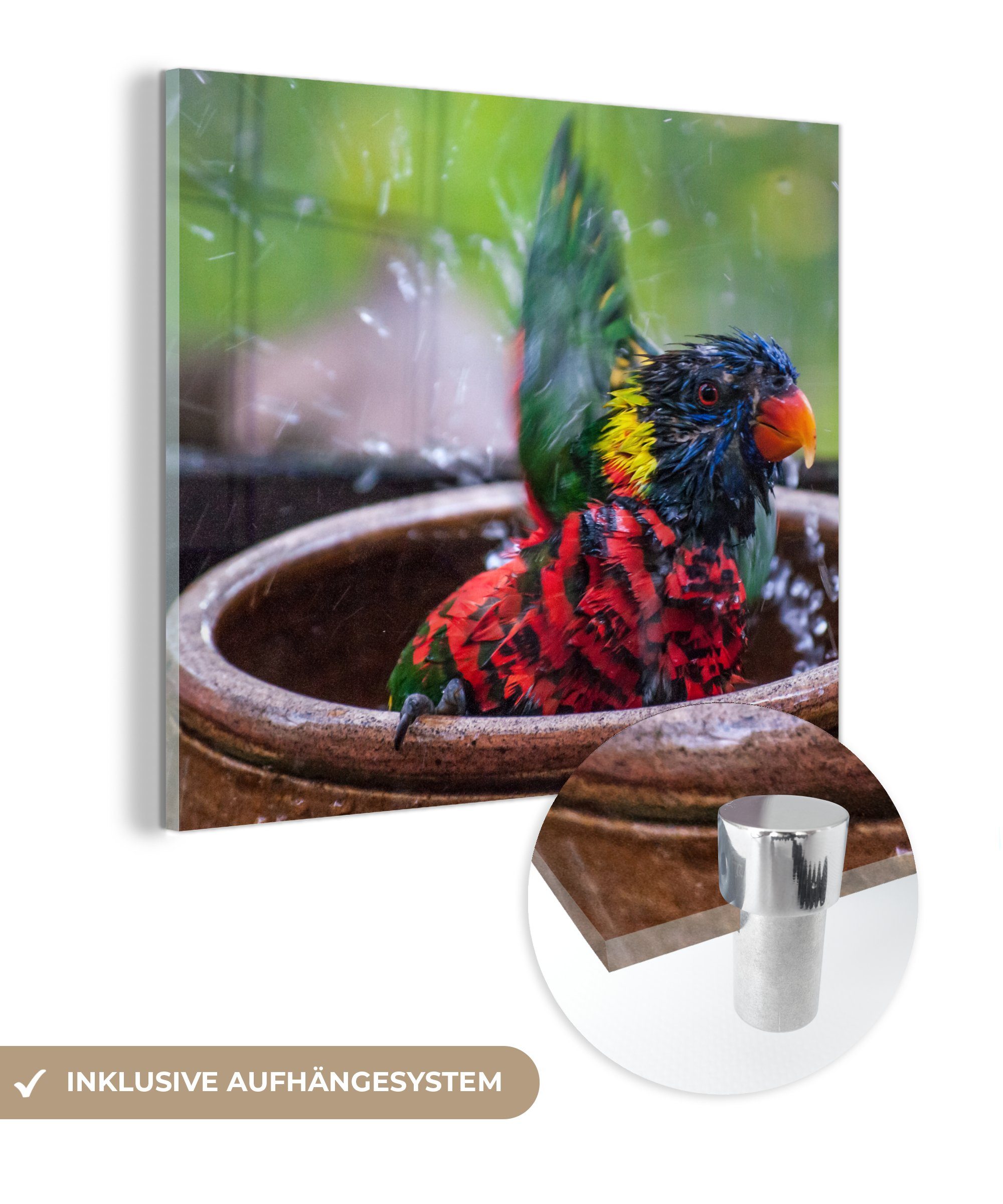 MuchoWow Acrylglasbild Vogelbad - Papagei - Wasser, (1 St), Glasbilder - Bilder auf Glas Wandbild - Foto auf Glas - Wanddekoration