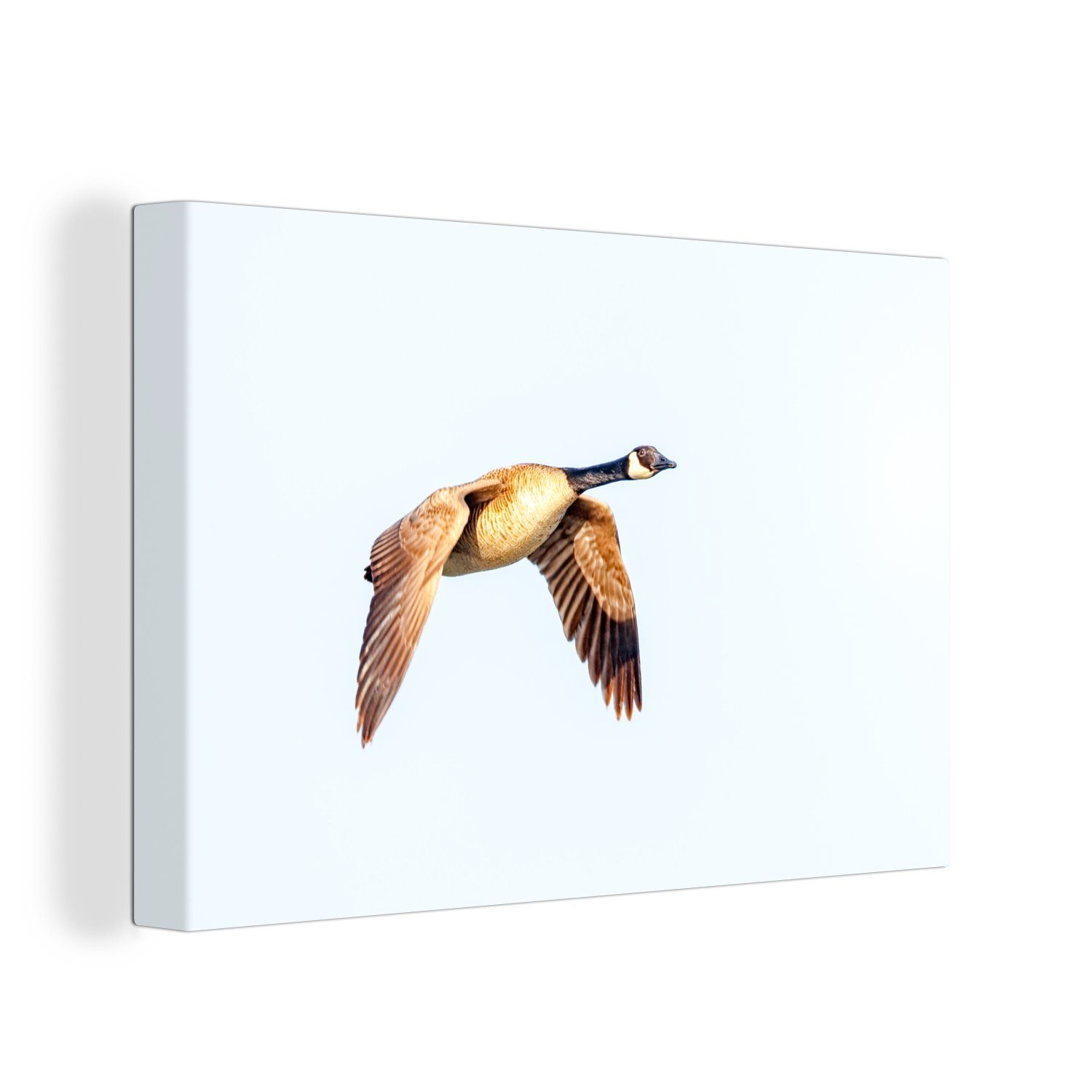 OneMillionCanvasses® Leinwandbild Gans - Flügel - Weiß, (1 St), Wandbild Leinwandbilder, Aufhängefertig, Wanddeko, 30x20 cm