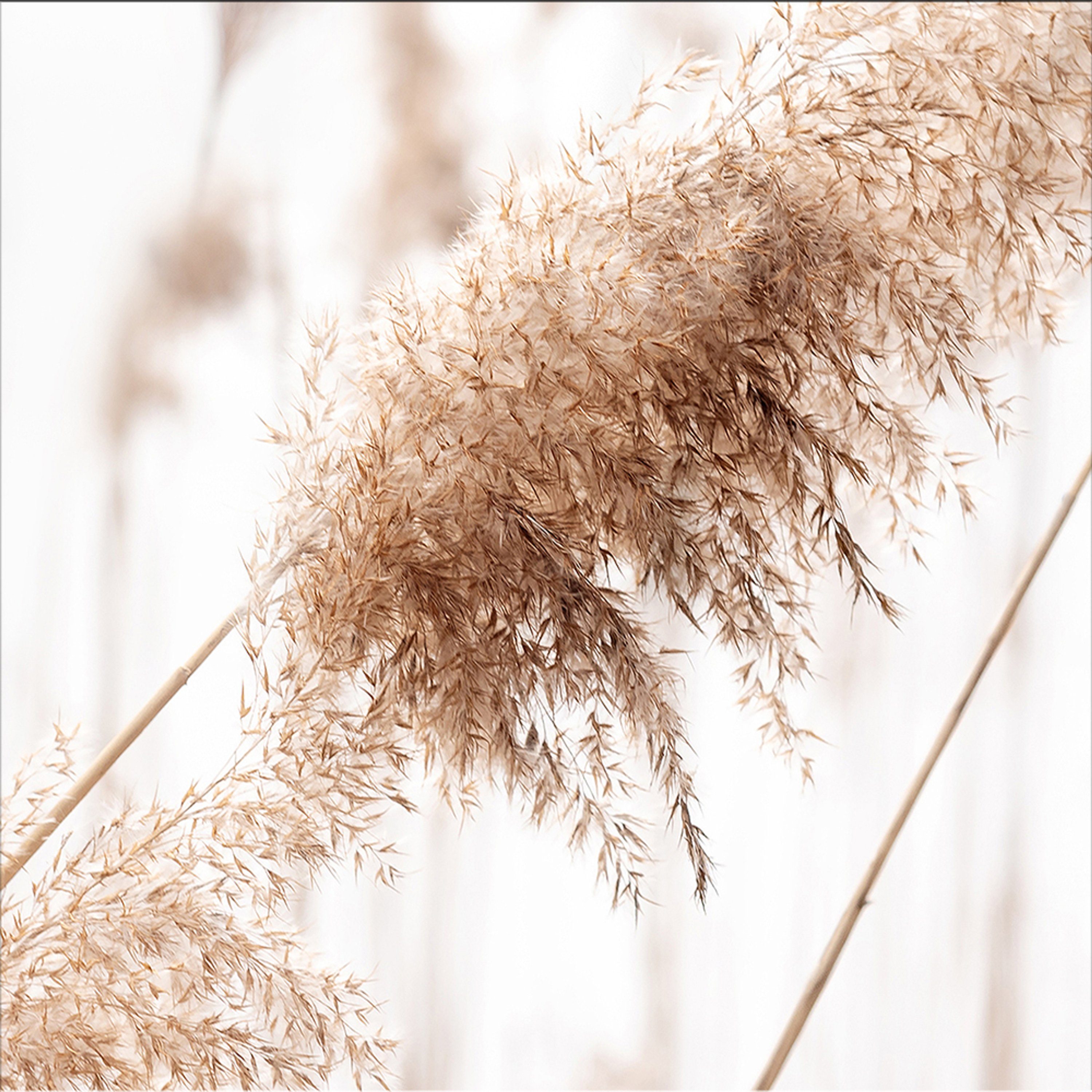 artissimo Glasbild Glasbild 30x30cm Bild Pampasgras Natur Gräser beige weiß, Natur: Gräser beige