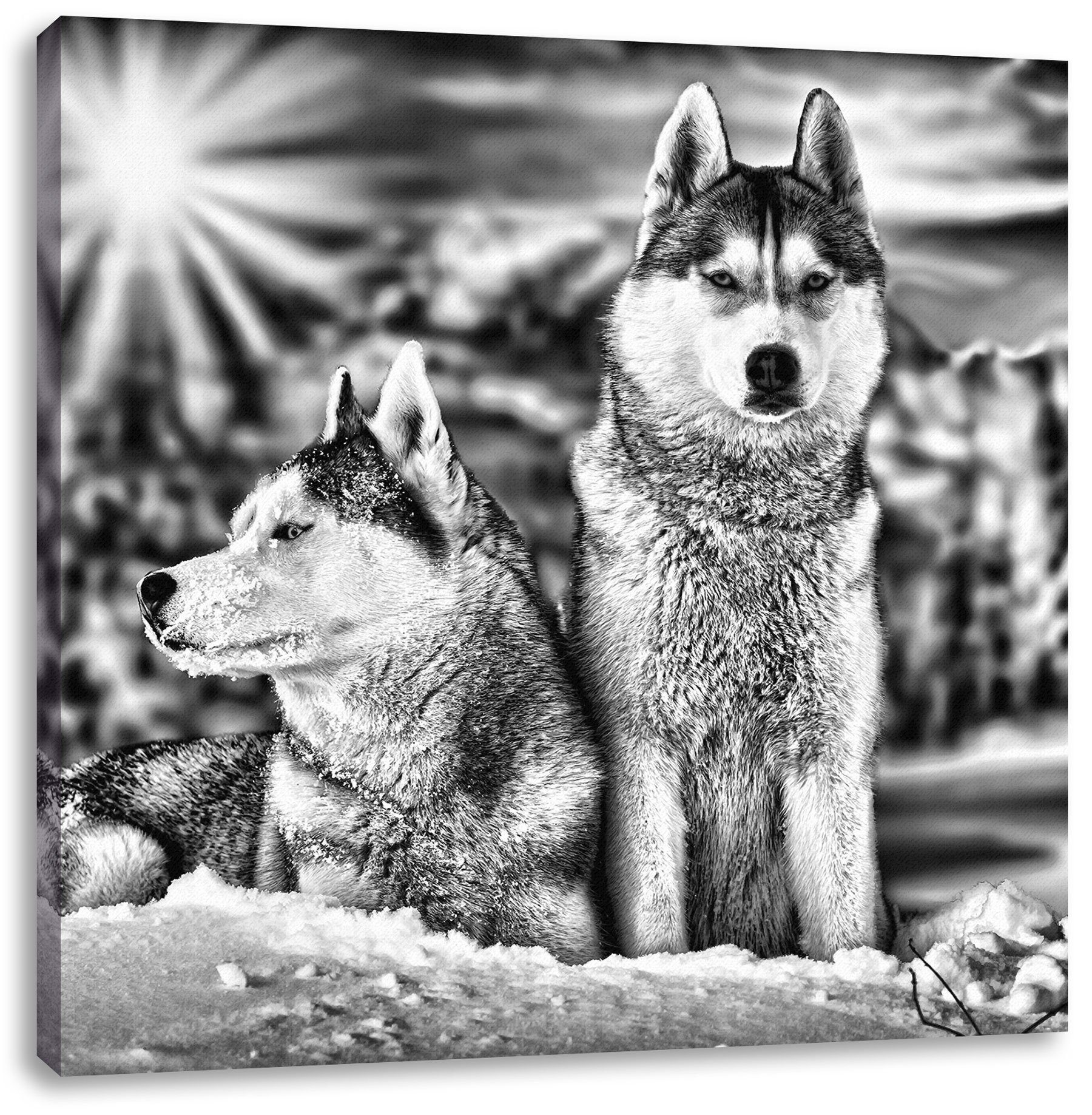 Zackenaufhänger (1 inkl. Huskies Zwei wilde St), wilde Huskies, Leinwandbild Zwei fertig bespannt, Pixxprint Leinwandbild