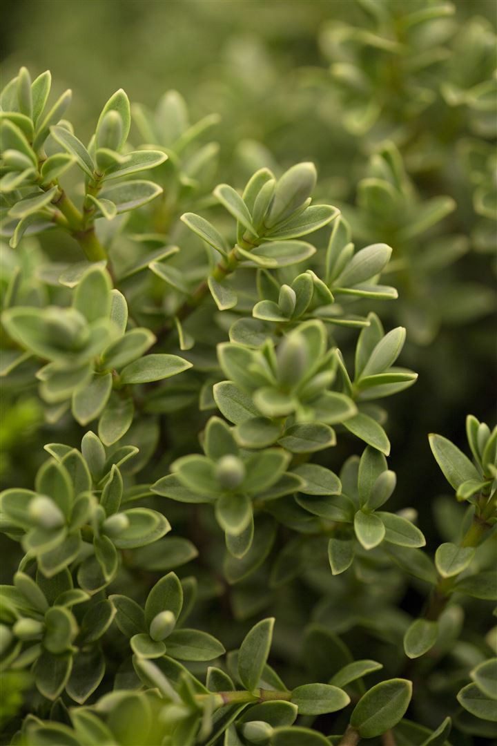 Pflanzen für Dich Gehölze Hebe Green Globe, 1 St., Strauchveronika