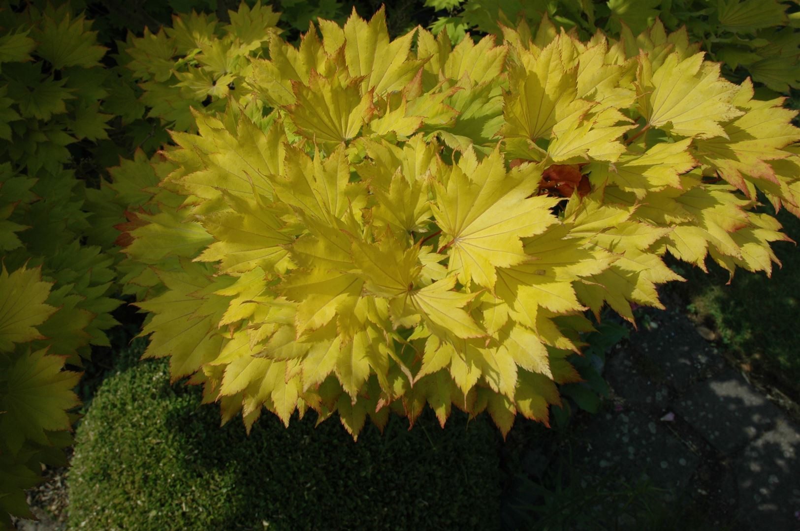 Pflanzen für Dich Gehölze Acer shirasawanum Aureum, 1 St., Goldahorn, Shirasawa-Ahorn