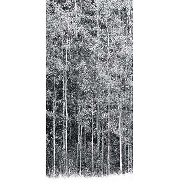 MyMaxxi Dekorationsfolie Türtapete Wald in Aspen schwarz weiß Türbild Türaufkleber Folie