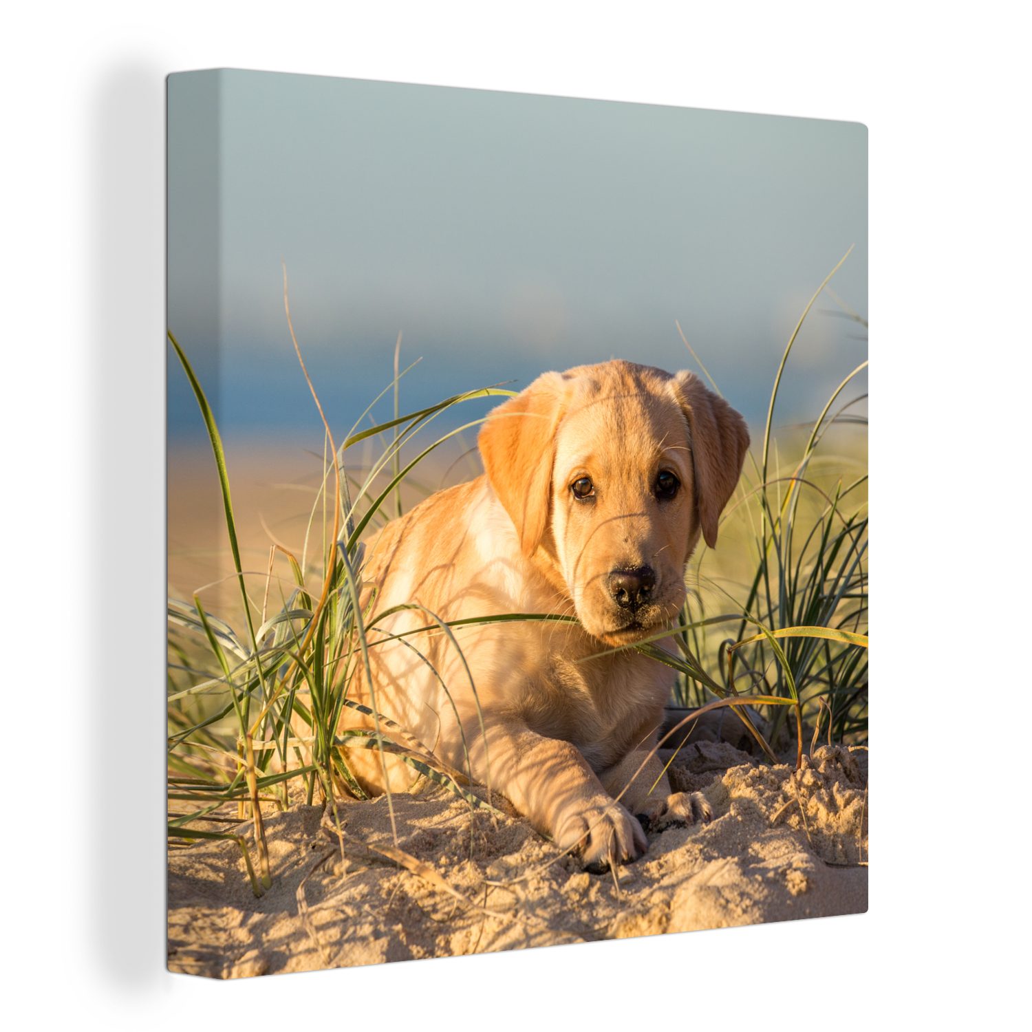 OneMillionCanvasses® Leinwandbild Labrador Retriever Welpe auf den Sanddünen liegend, (1 St), Leinwand Bilder für Wohnzimmer Schlafzimmer