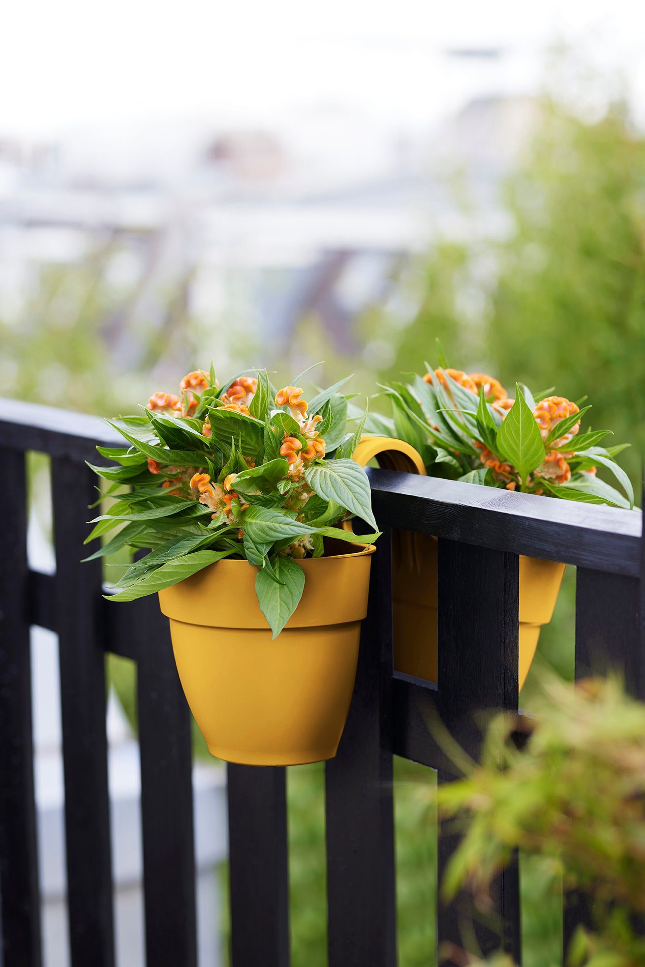 gelb Pflanzkübel Blumenkasten Campana Flower Vibia Elho Twin honig