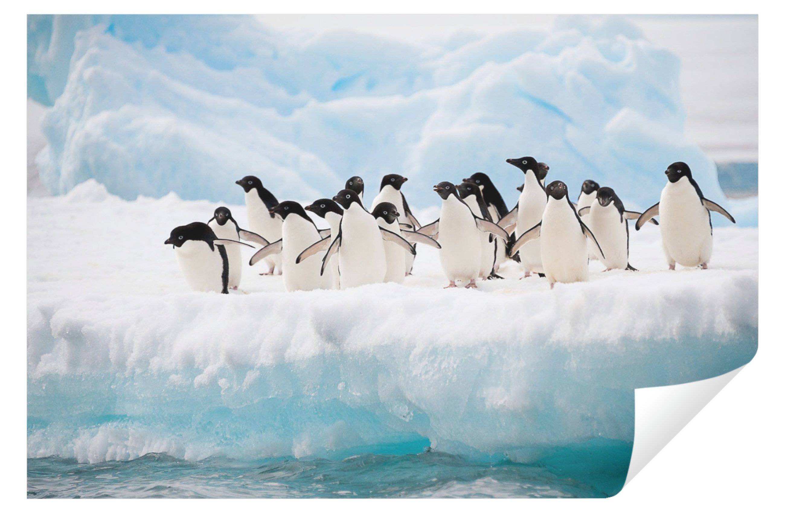 Wallarena Fototapete Pinguine Antarktis Gletscher Tapete günstig online kaufen