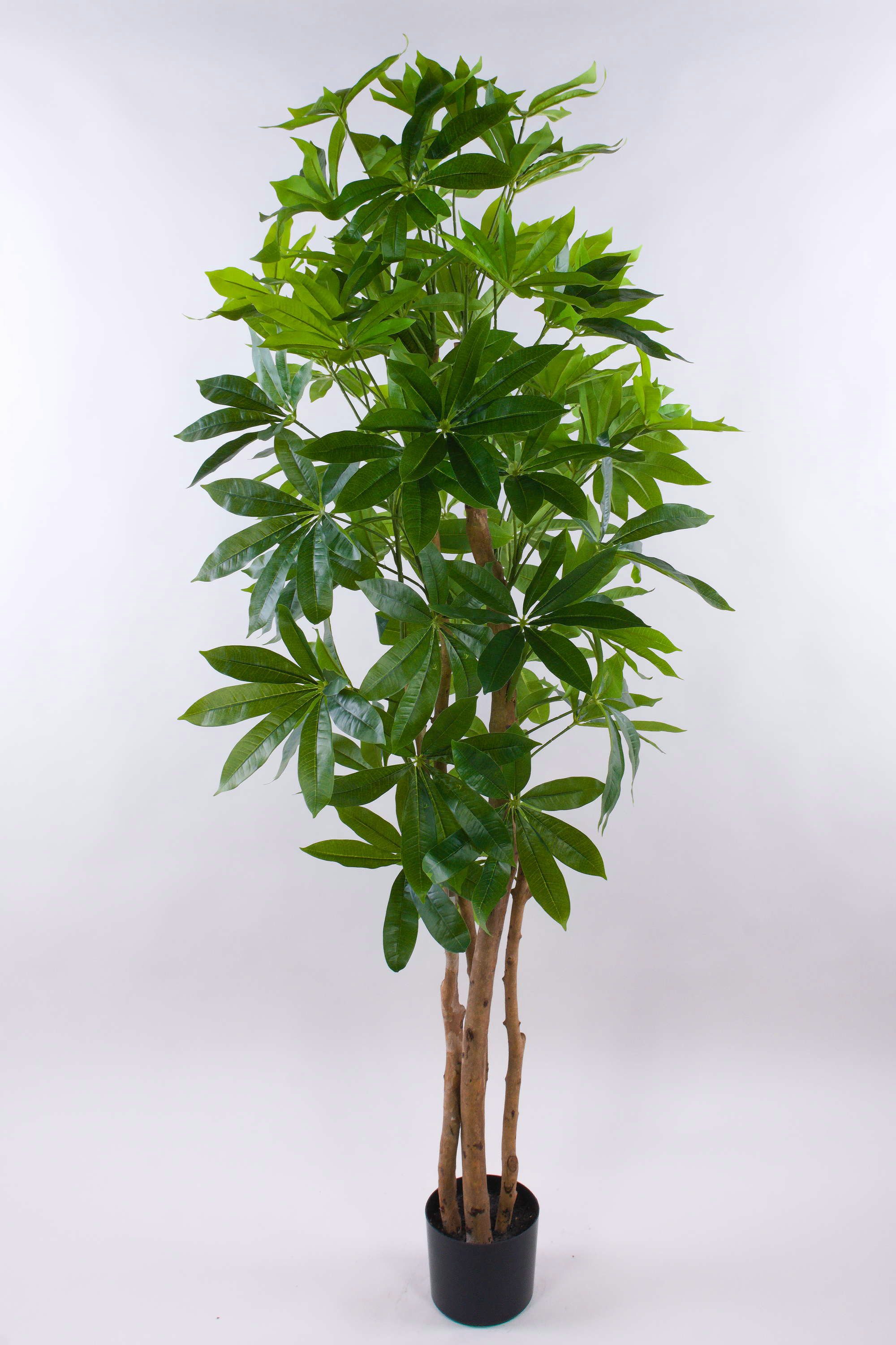 Kunstbaum Kunstpflanze Schefflera MURSIK, Echtstämme, grün, 180cm Schefflera, artplants, Höhe 180 cm