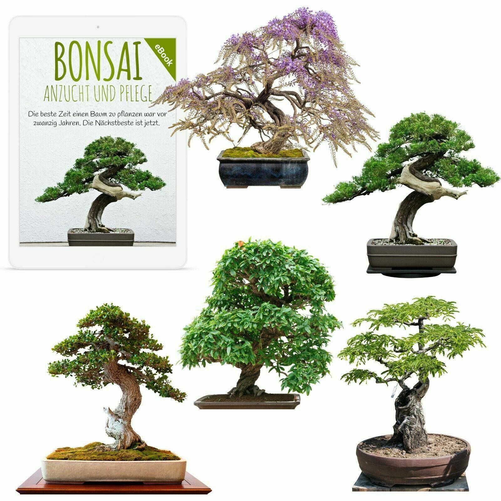 Blumensamen Exotische Bonsai Samen mit hoher Keimrate - 5er Set inkl. GRATIS eBook