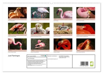 CALVENDO Wandkalender Just Flamingos (Premium-Calendar 2023 DIN A2 Landscape)