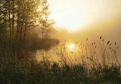 Wallarena Fototapete See Natur Sonne Vlies Tapete Wohnzimmer Schlafzimmer Wandtapete, Glatt, Strand, Vliestapete inklusive Kleister