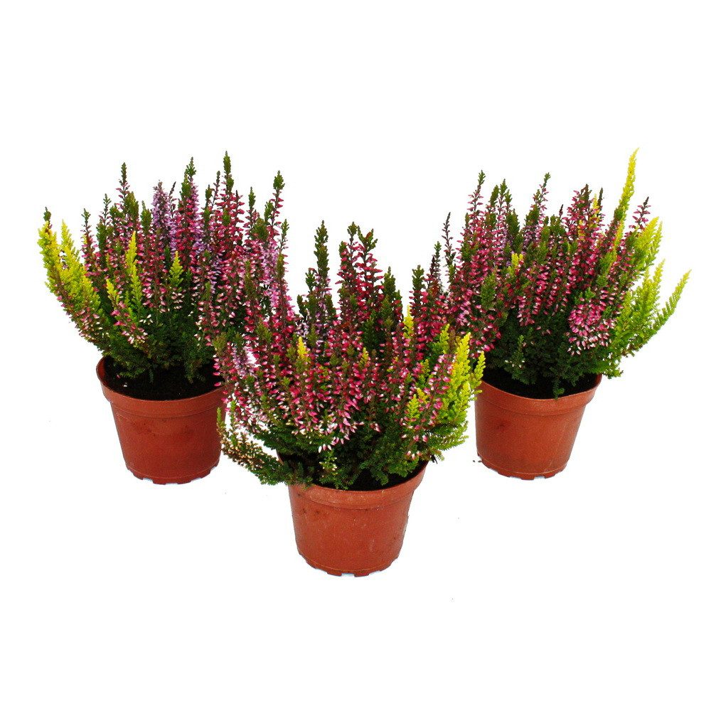 Exotenherz Beetpflanze Calluna vulgaris 3er Set Besenheide Heidepflanze winterhart 11cm Topf – Bild 2 von 3