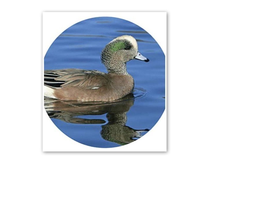 LK Trend & Style Sticker Tolle Sticker Waldtiere und Wildtiere als Aufkleber versch. Sets, (Selbstklebende Tiersticker 19mm Durchmesser 2-tlg), z.B. Schulmäppchen -Hefte, Handy, Laptop, Möbel, etc...