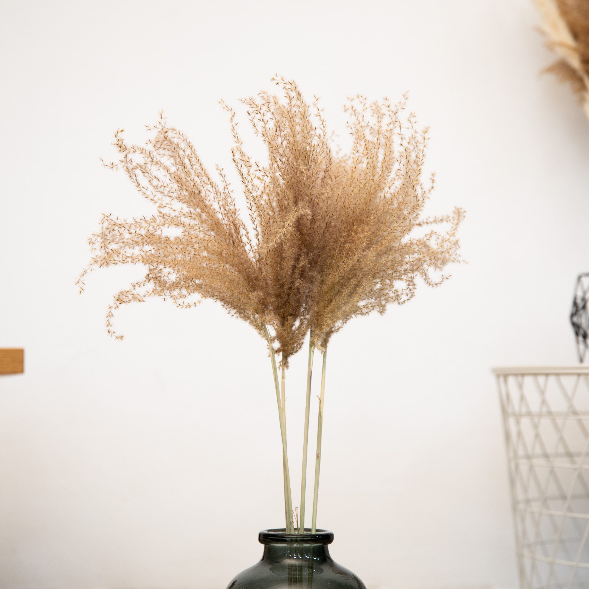 Trockenblume Fluffy Reed Gras, getrocknet, ca. 70cm, 1 Bund (5 Stiele) Pampasgras, coco+cozy, Höhe 70 cm, Bund