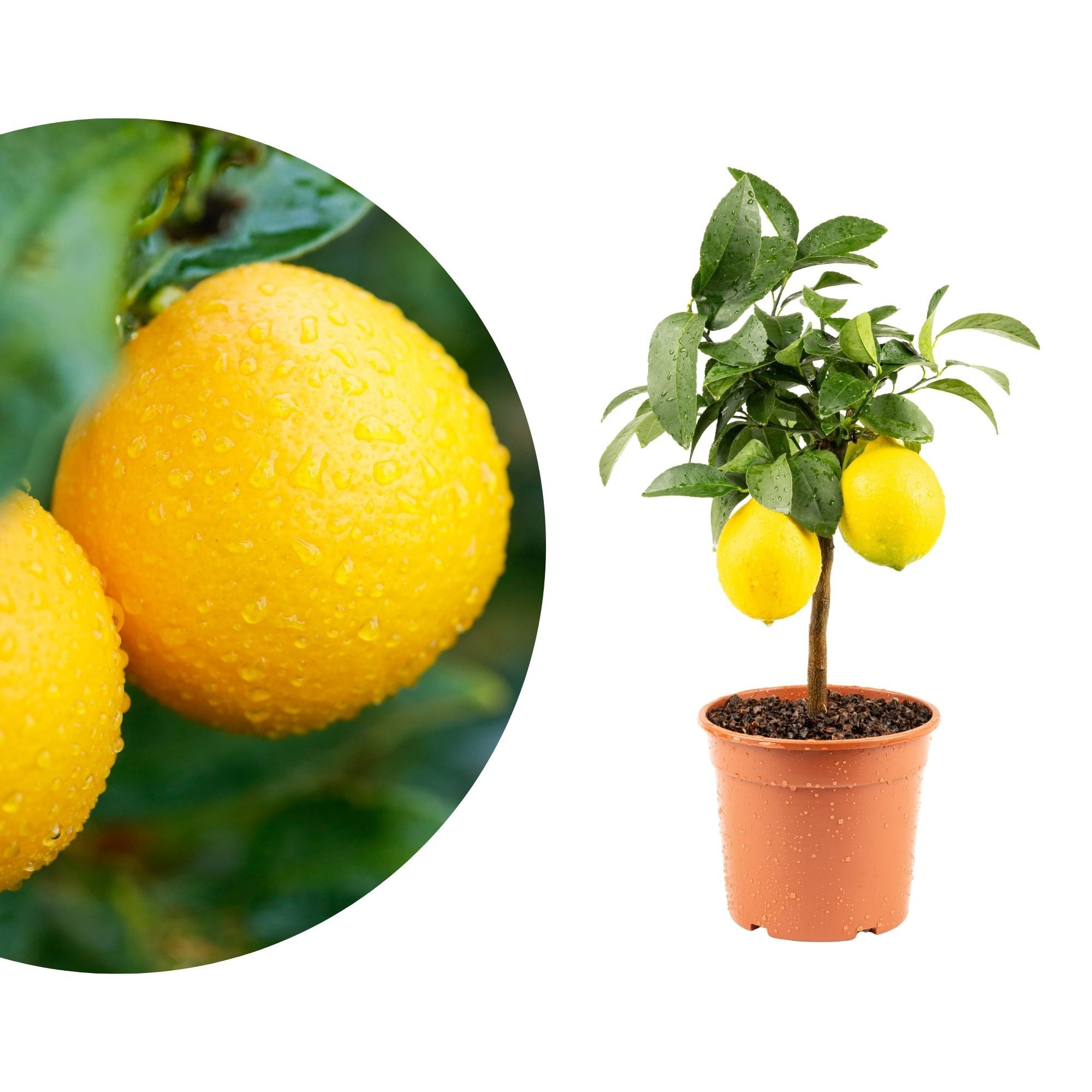 Meine Orangerie Obstpflanze Mini-Zitruspflanze im Ø15 cm Topf - diverse Sorten, echtes Zitrusbäumchen, professionell veredelter und fruchtreifer Zitrusbaum