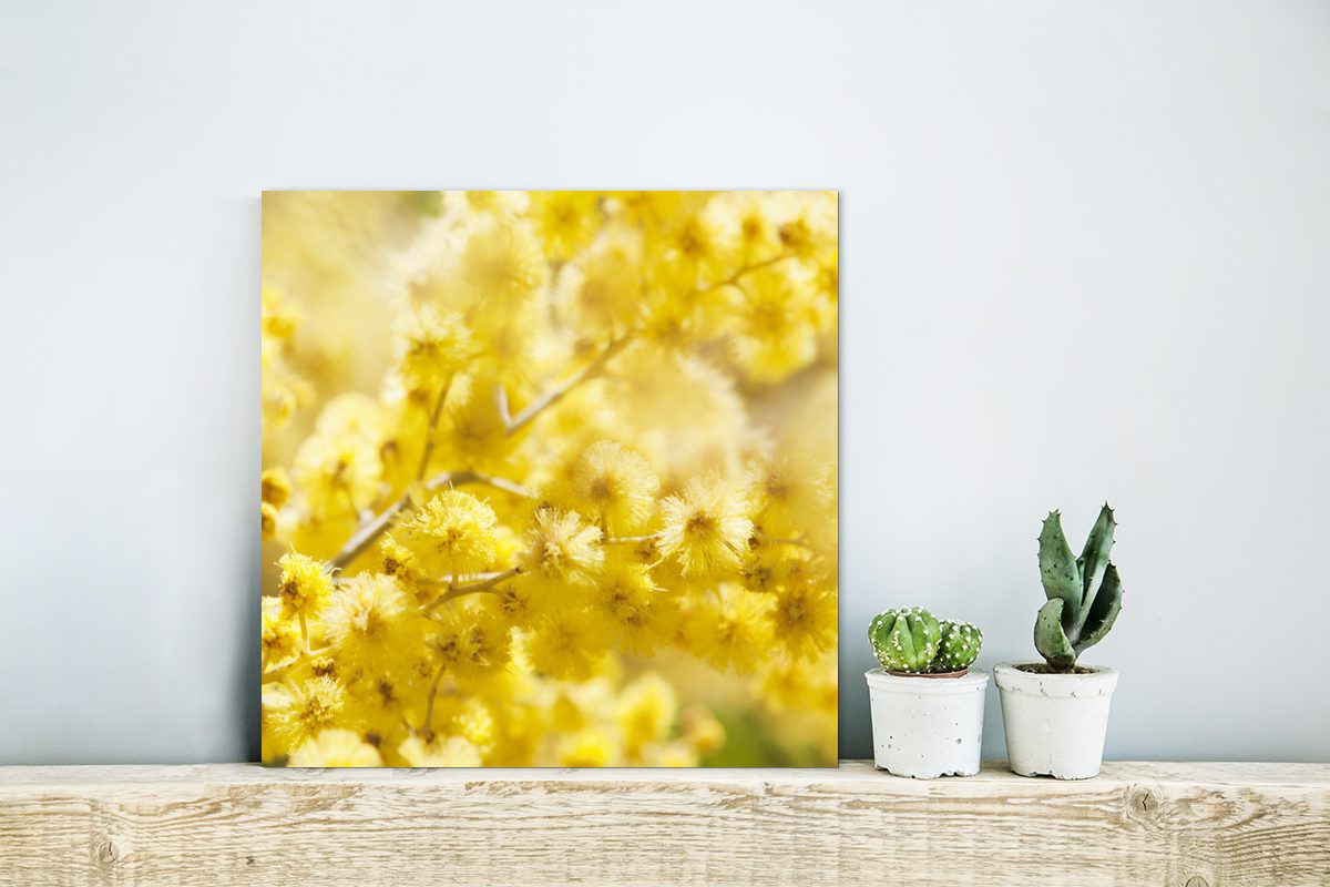 Metallbild von Gemälde Mimosenblüten, Nahaufnahme deko St), (1 Metall, Alu-Dibond-Druck, aus MuchoWow Aluminium