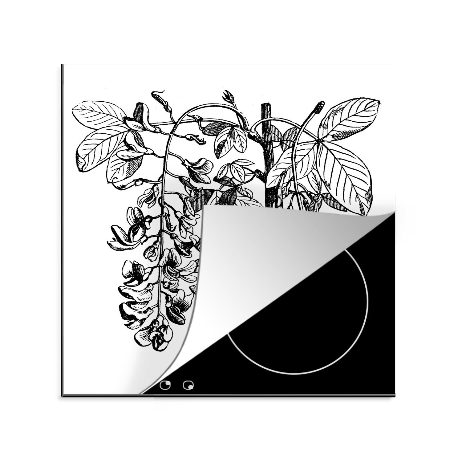MuchoWow Herdblende-/Abdeckplatte Eine antike Illustration des Goldregenbaums, Vinyl, (1 tlg), 78x78 cm, Ceranfeldabdeckung, Arbeitsplatte für küche