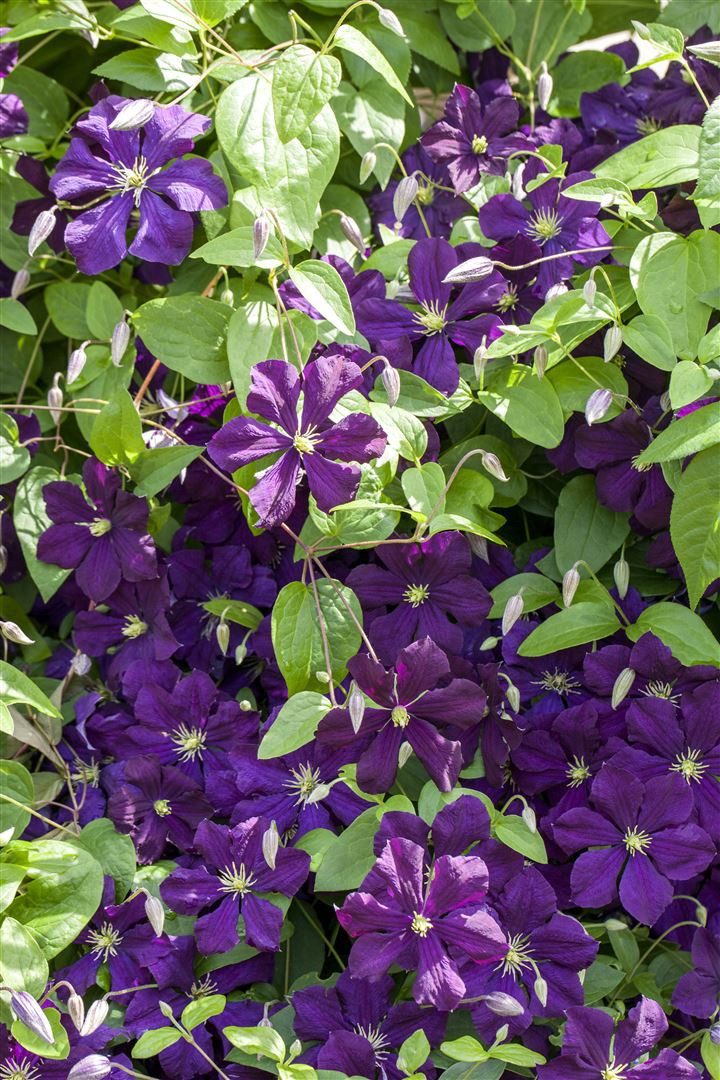 Pflanzen für Dich Kletterpflanze Clematis viticella Blue Belle, 1 St., Italienische Waldrebe, Clematis, violettblühend, kletterpflanze
