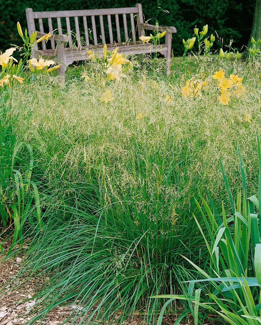 Pflanzen für Dich Травы Deschampsia cespitosa Bronzeschleier, 1 St., Rasen-Schmiele, Waldschmiele, bronzeähren, winterhart