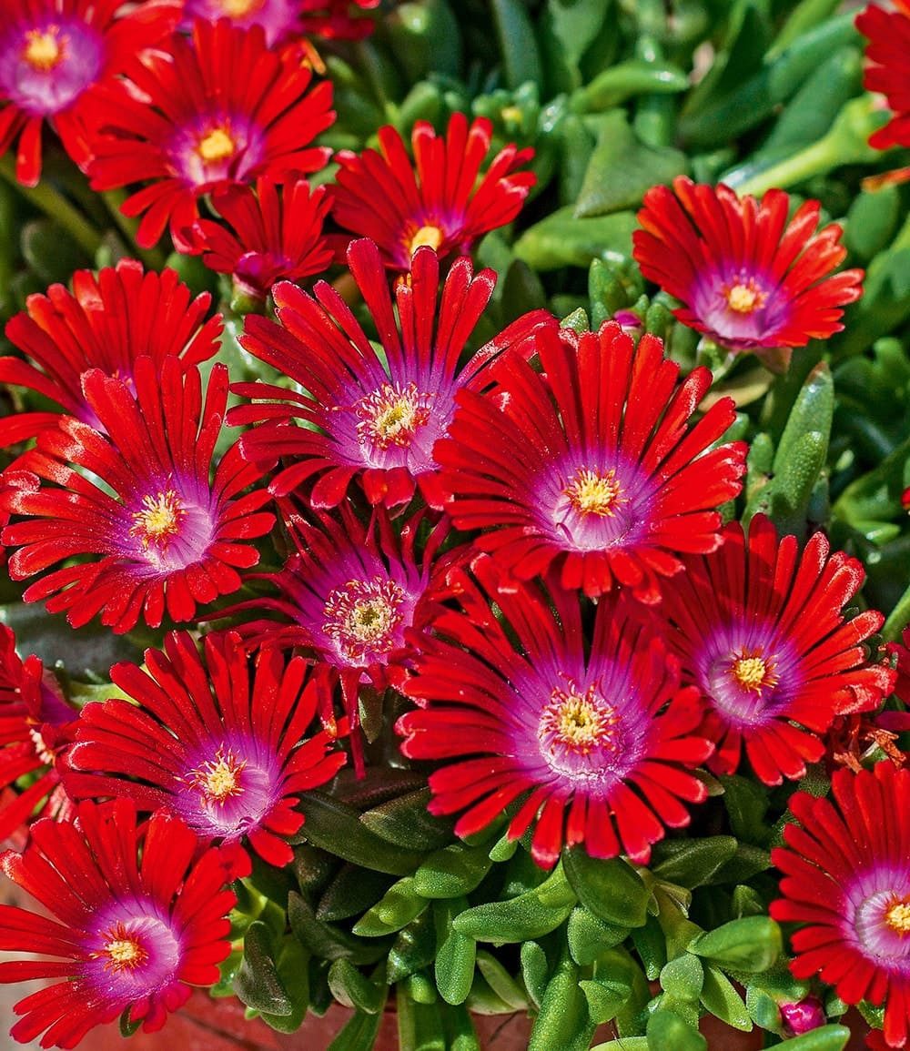 BALDUR Garten Bodendecker Winterharte Eisblume 'Sundella Red®', 2 St., Mittagsblume, reichblühend,winterhart, mehrjährig, pflegeleicht