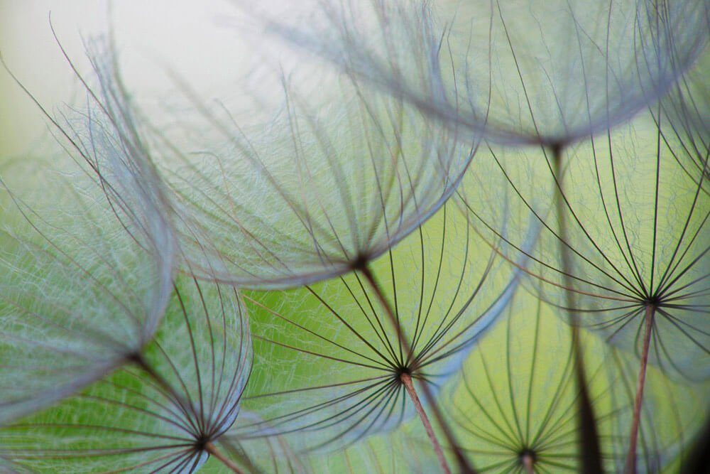 KUNSTLOFT Vliestapete Dandelion Flower 4x2.67 m, leicht glänzend, lichtbeständige Design Tapete