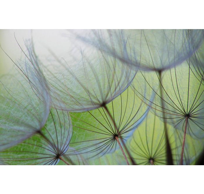 KUNSTLOFT Vliestapete Dandelion Flower lichtbeständige Design Tapete