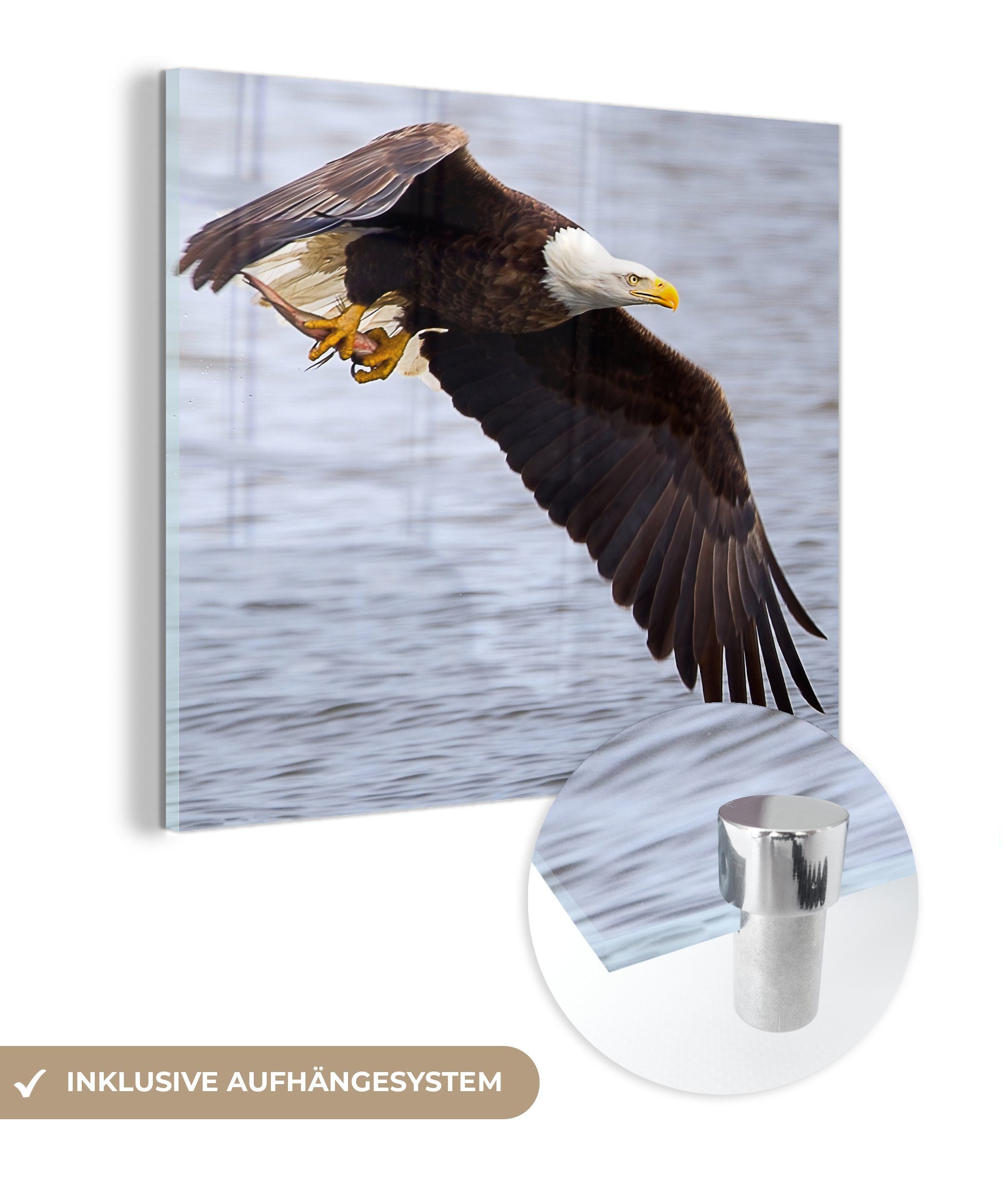 MuchoWow Acrylglasbild Amerikanischer Weißkopfseeadler hat einen Biss, (1 St), Glasbilder - Bilder auf Glas Wandbild - Foto auf Glas - Wanddekoration