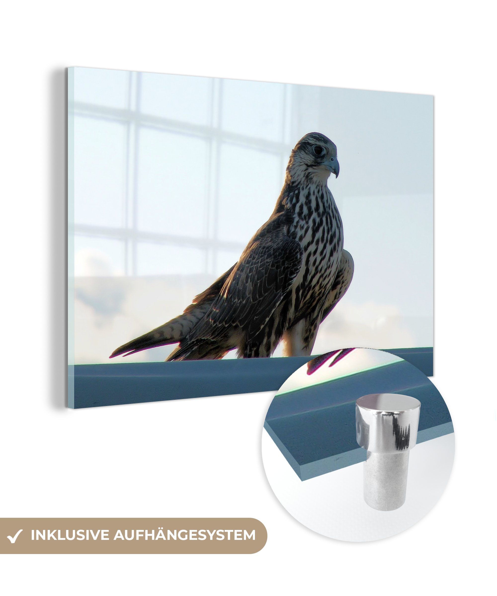 MuchoWow Acrylglasbild Falke - Portugal - Vogel, (1 St), Acrylglasbilder Wohnzimmer & Schlafzimmer