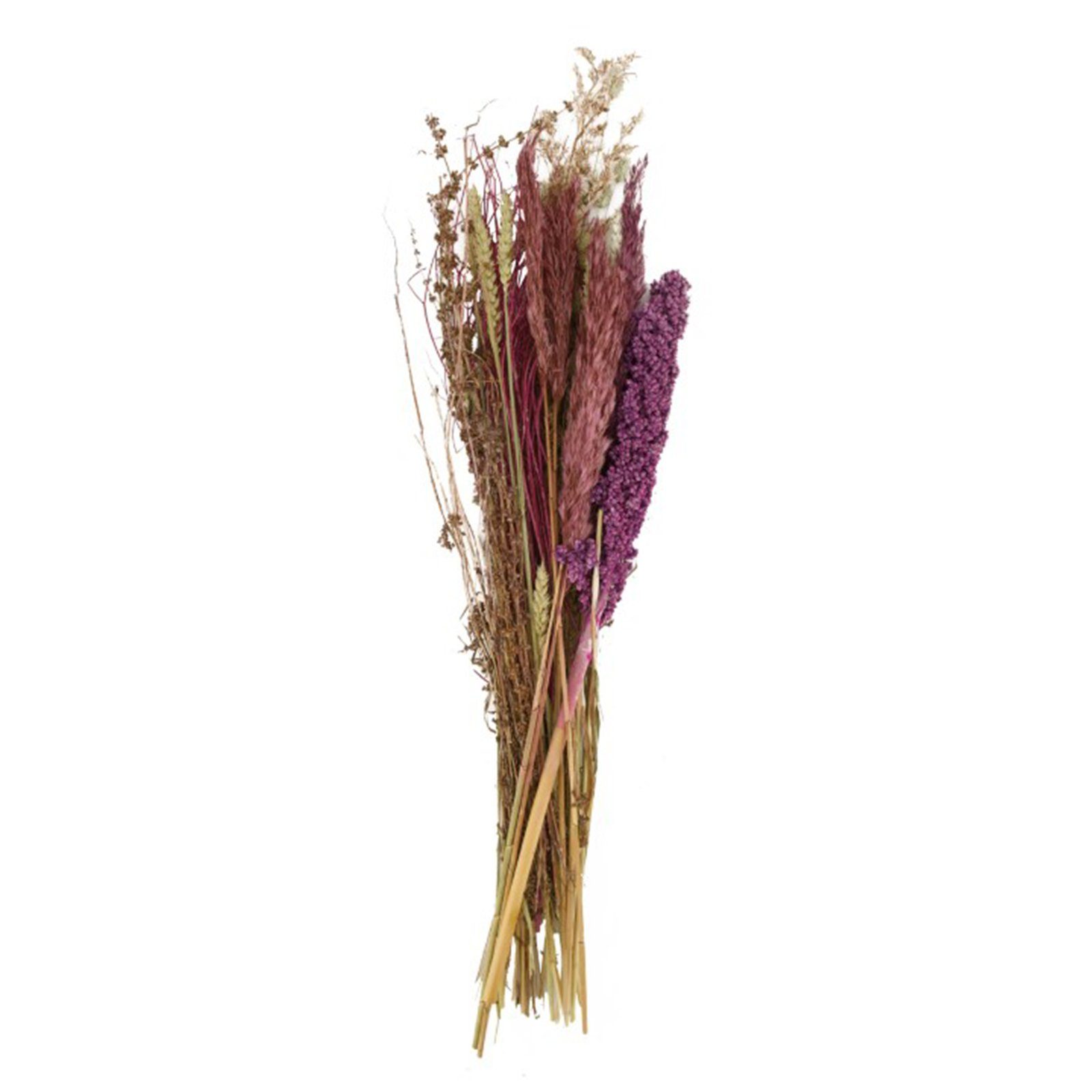 Trockenblume - Getrockneter dried lila cm, Blumenstrauß 80x26x17 DIJK flower - bouquet