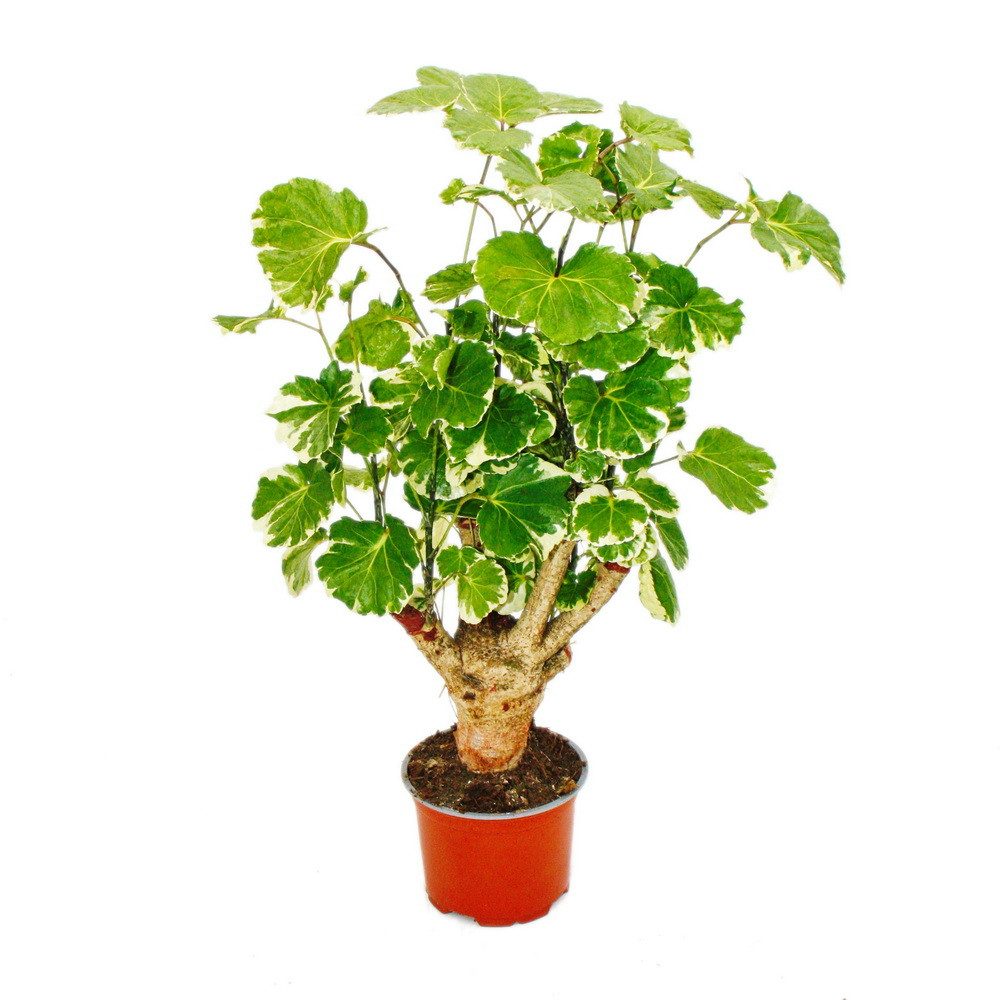 Exotenherz Zimmerpflanze Weißbunte Fiederaralie Polyscias balfouriana pflegeleichte 12cm Topf