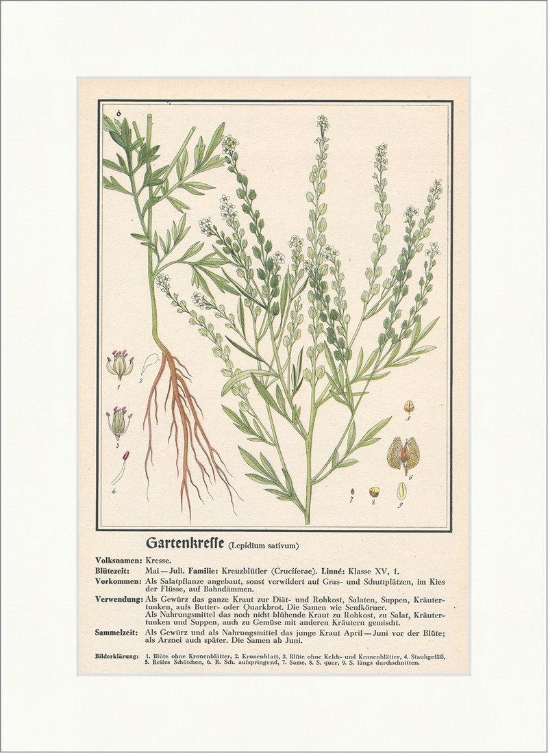 ᐅ Kunstdruck Gartenkresse Lepidium sativum Kresse Kreuzblütler