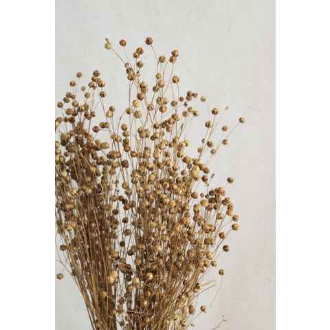 Trockenblume getrockneter Flachs in cremeweiß oder natur Trockenblumen, Vasenglück