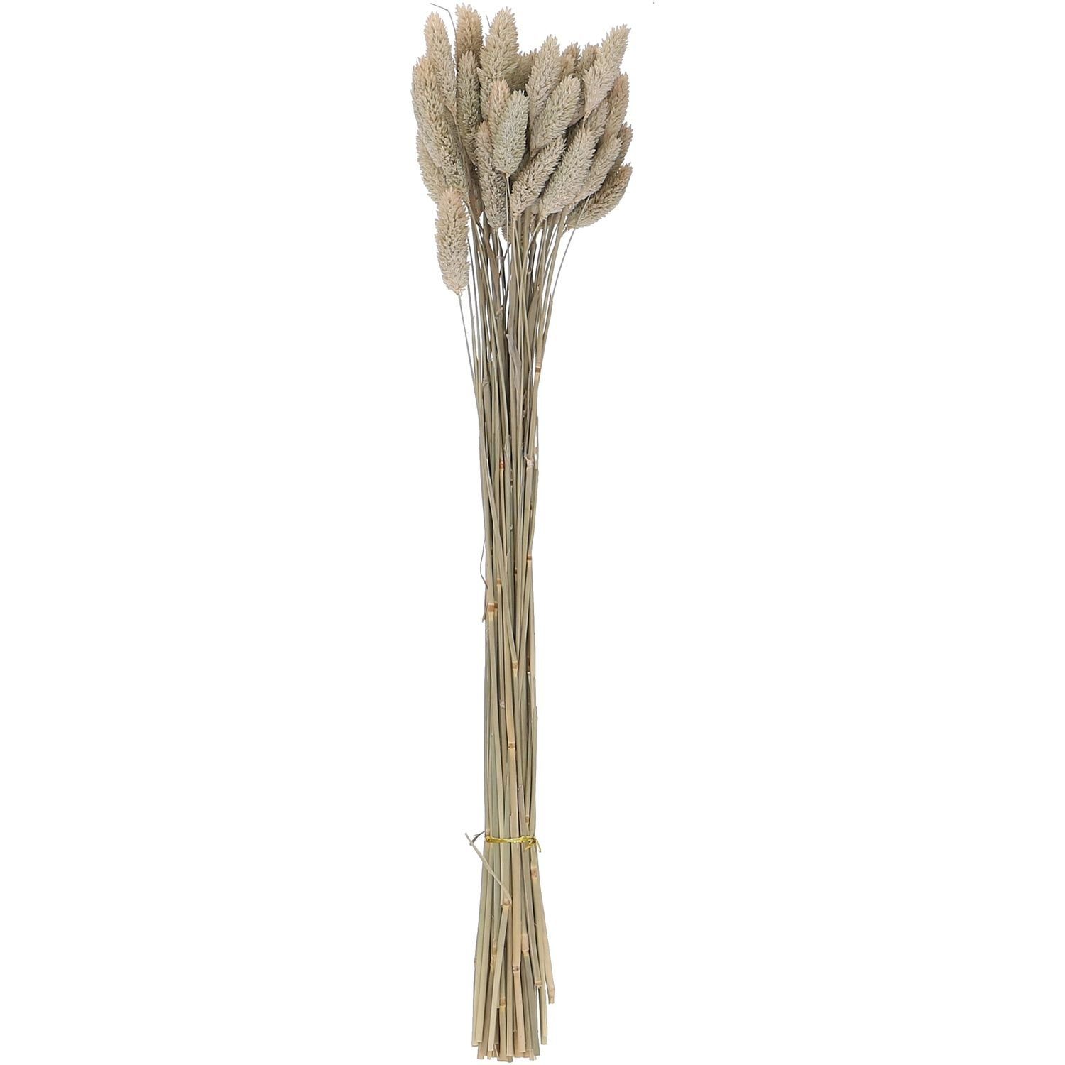 Trockenblume Phalaris - Bund/50 Stück - Länge ca. 60-70 cm - natur, Vosteen