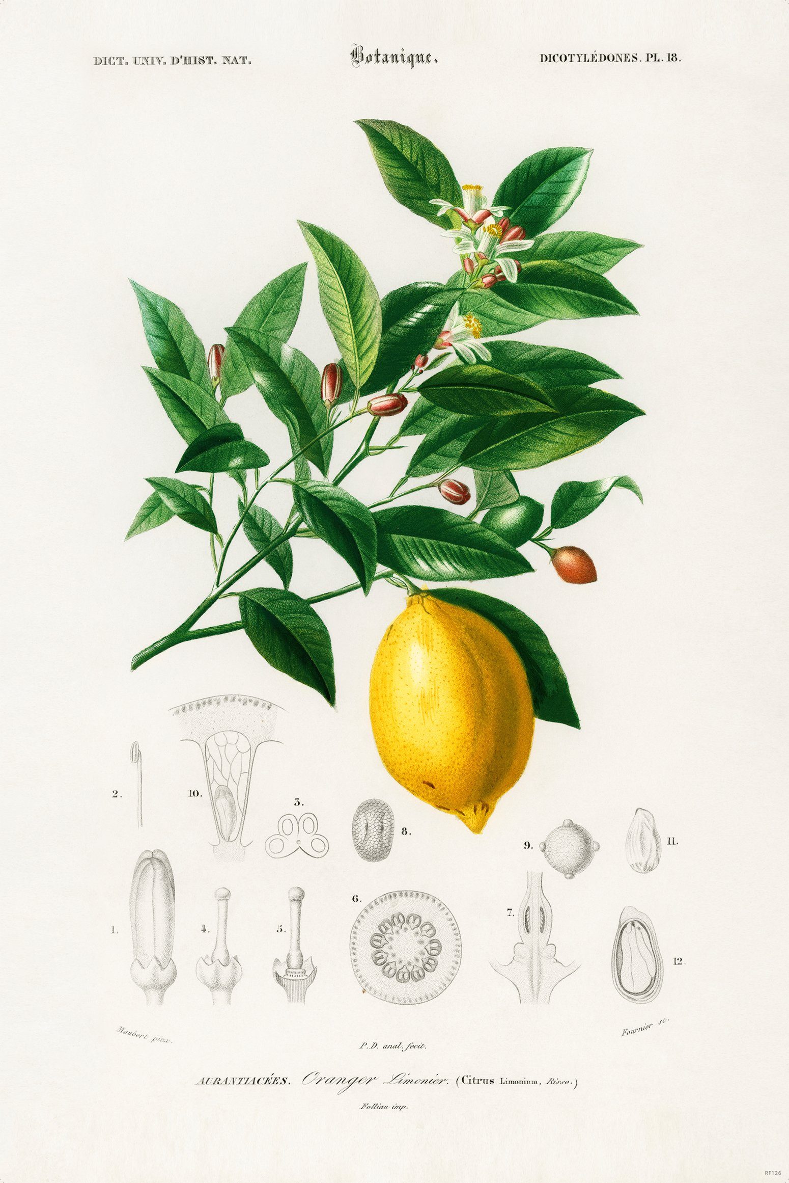 Poster Citrus Limonium Poster Charles Dessalines dÉOrbigny 61 x