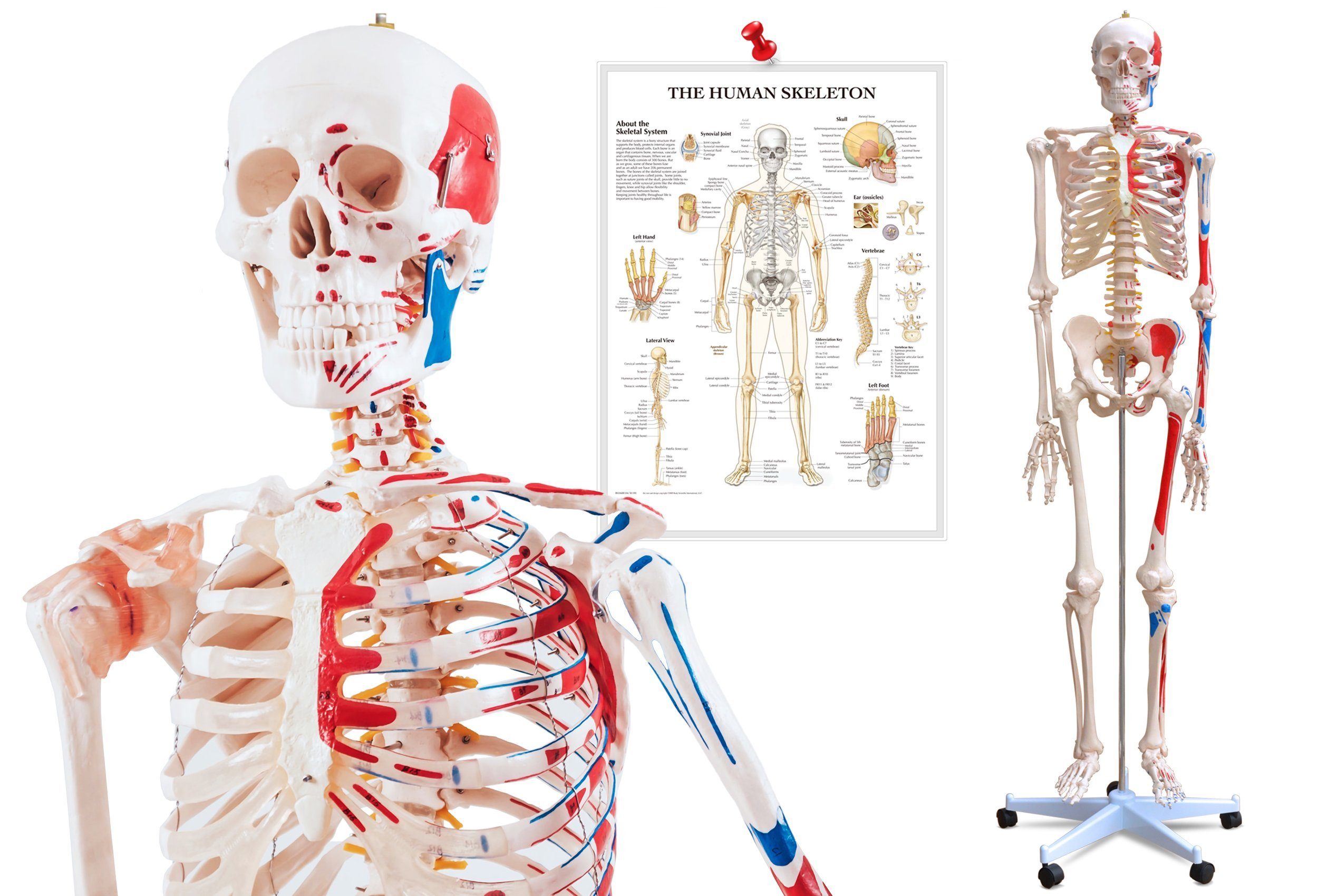 VENDOMNIA Dekoobjekt Anatomie Skelett mit Muskeln (mit Muskelbemalung, inkl. Schutzabdeckung, Lehrgrafik Poster, Standfuss mit Rollen, lebensgroß, 180 cm - menschliches Lernmodell), Lehrmittel, anatomisches Modell, Mensch Knochen