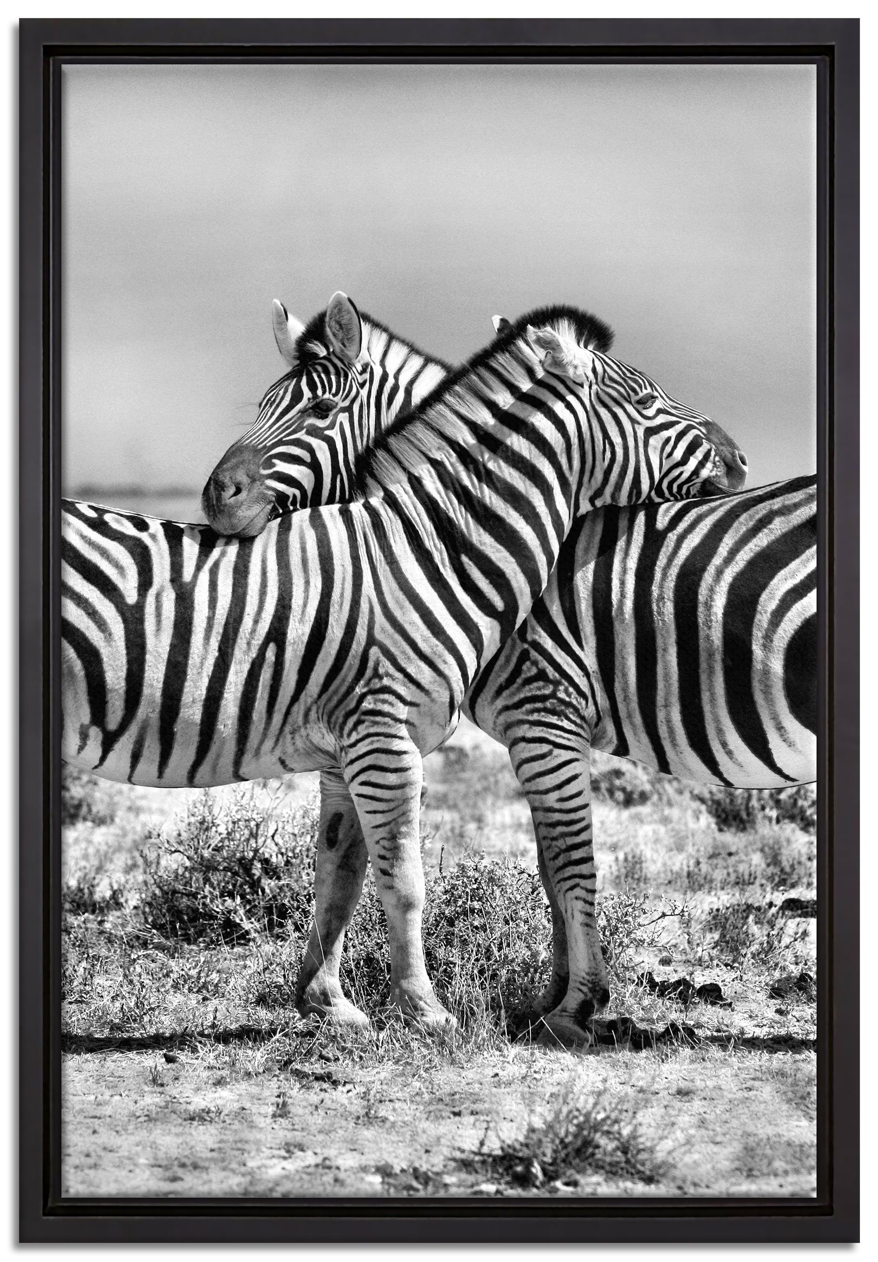 Pixxprint Leinwandbild Schmusende Zebras, Wanddekoration (1 St), Leinwandbild fertig bespannt, in einem Schattenfugen-Bilderrahmen gefasst, inkl. Zackenaufhänger