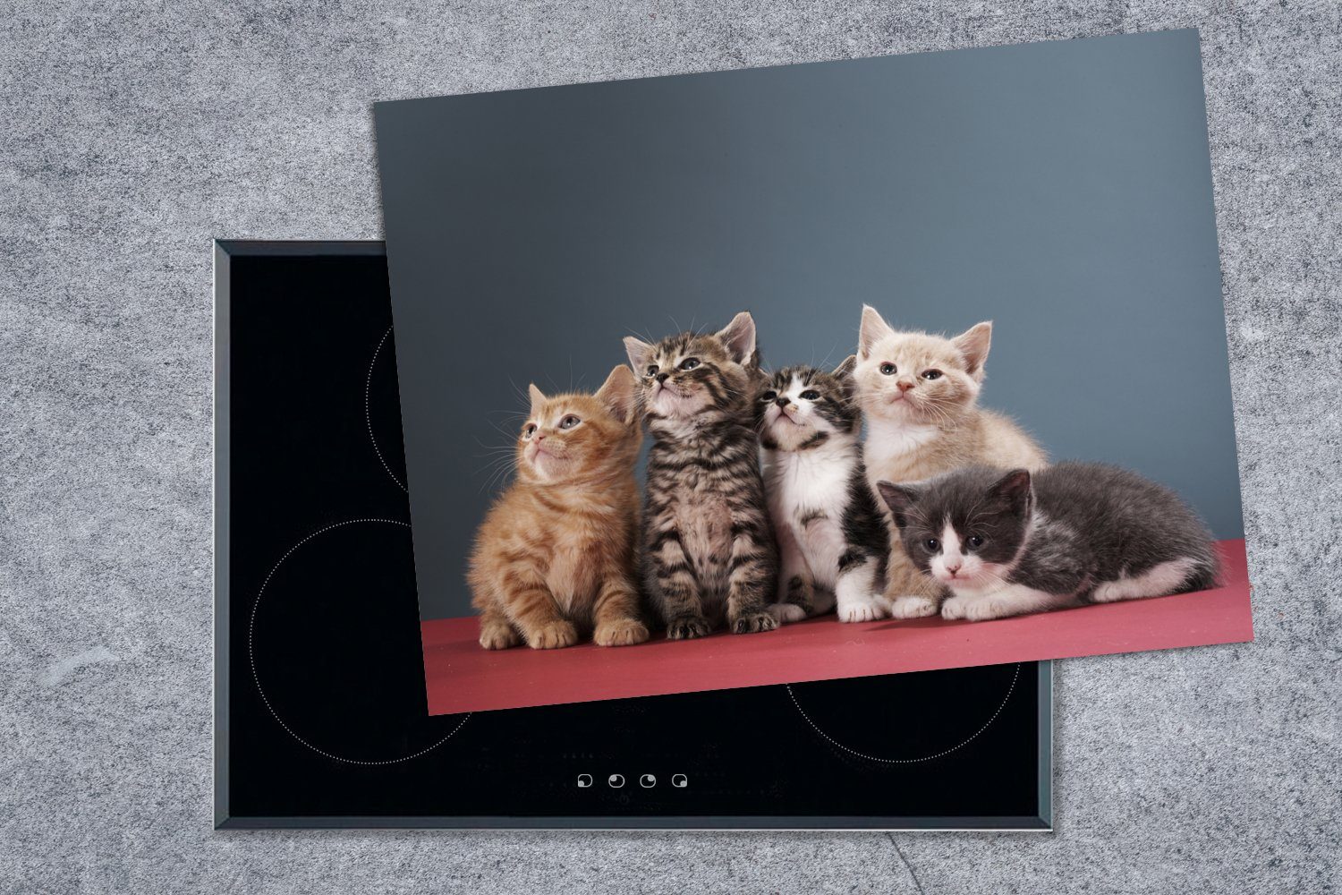 (1 Mobile - Tiere, Herdblende-/Abdeckplatte Arbeitsfläche - Vinyl, 70x52 cm, nutzbar, MuchoWow Kätzchen Ceranfeldabdeckung tlg), Katze