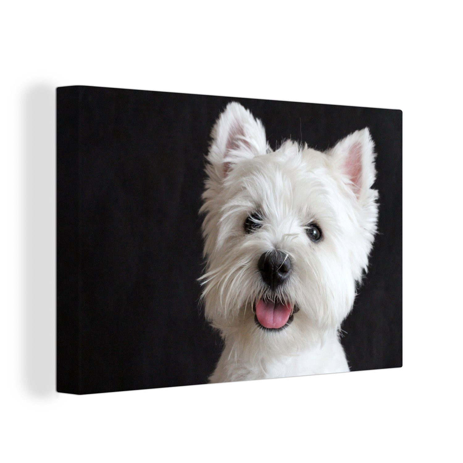 OneMillionCanvasses® Leinwandbild West Highland Terrier auf schwarzem Hintergrund, (1 St), Wandbild Leinwandbilder, Aufhängefertig, Wanddeko, 30x20 cm