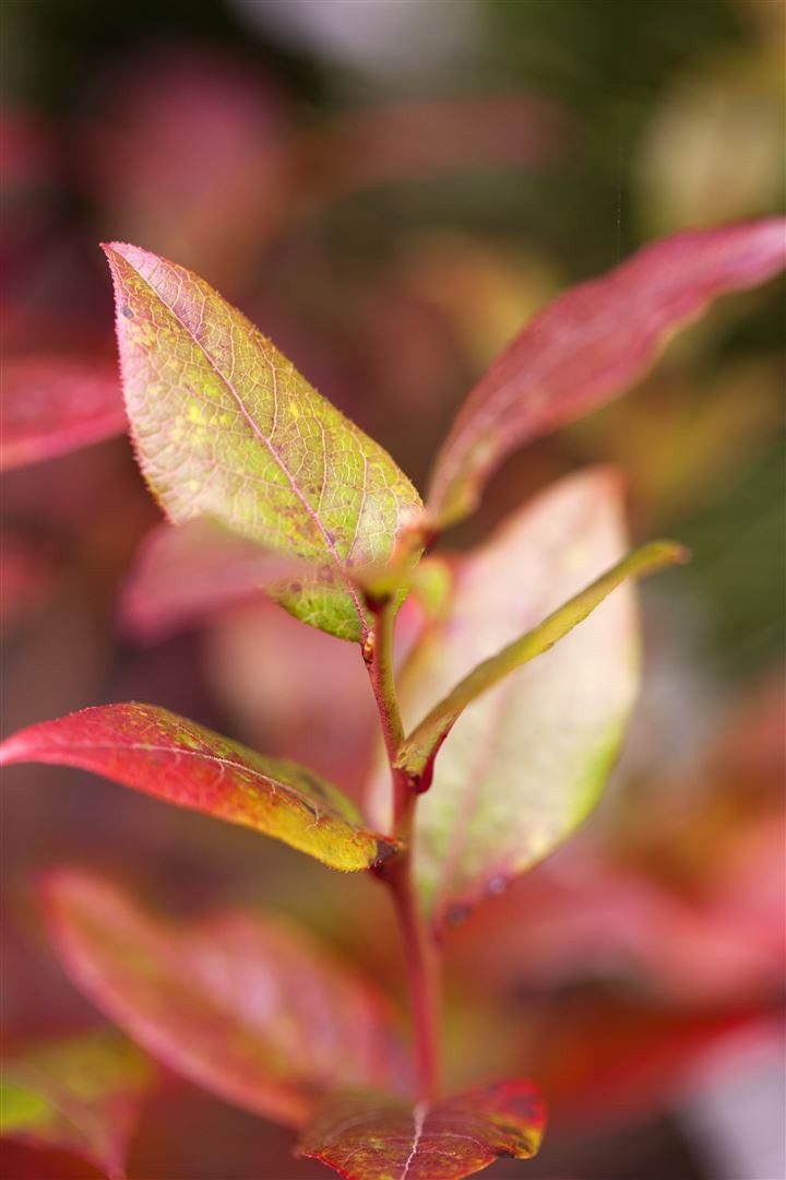 Pflanzen für Dich Obstpflanze Vaccinium corymbosum Bluecrop, 1 St., Kulturheidelbeere, Blaubeere, Heidelbeere, große blaue Beeren, ertragreich